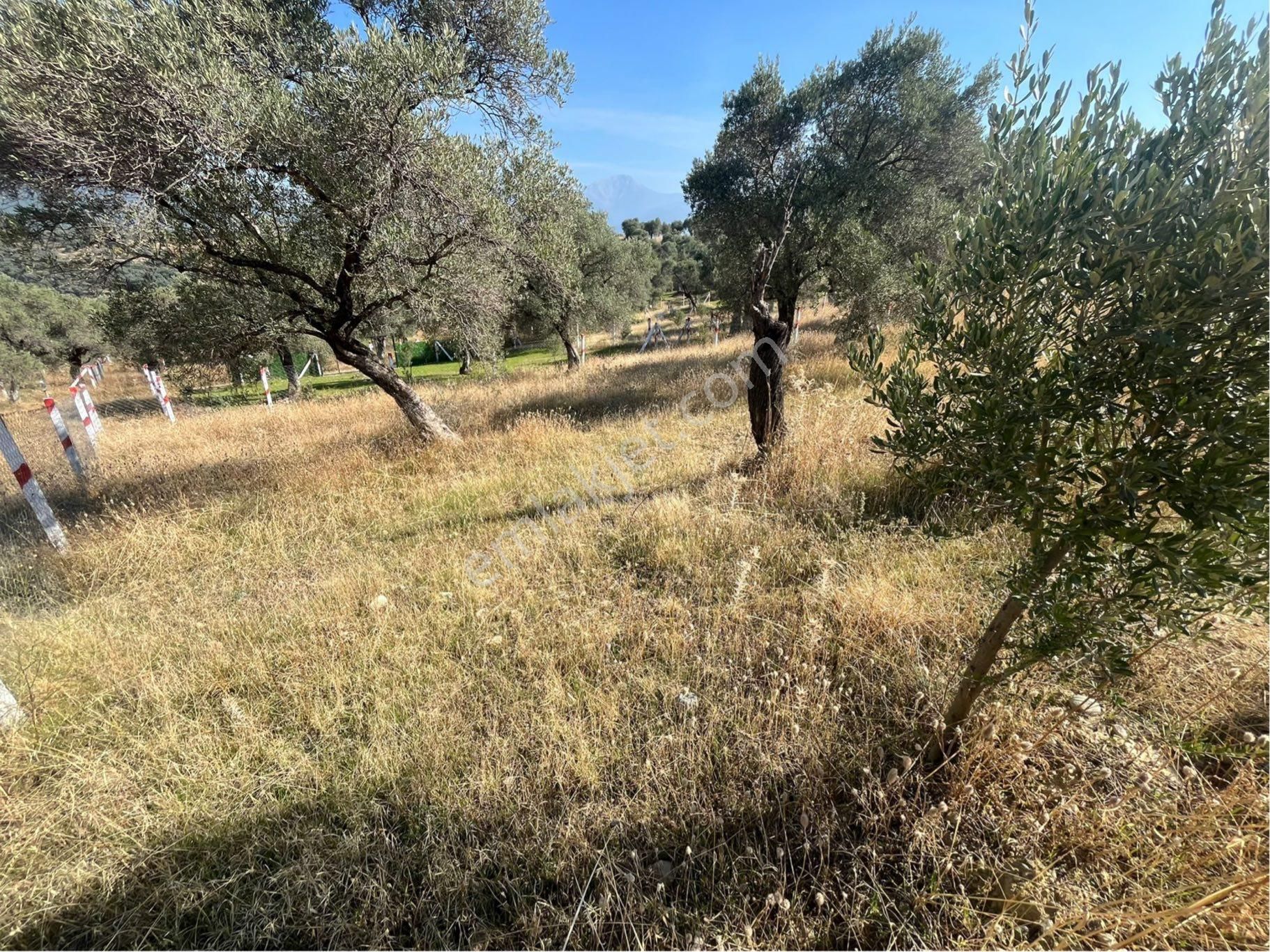 Kemalpaşa Vişneli Mahallesi Söğütözü Mevkii Satılık Zeytinlik - Görsel 19