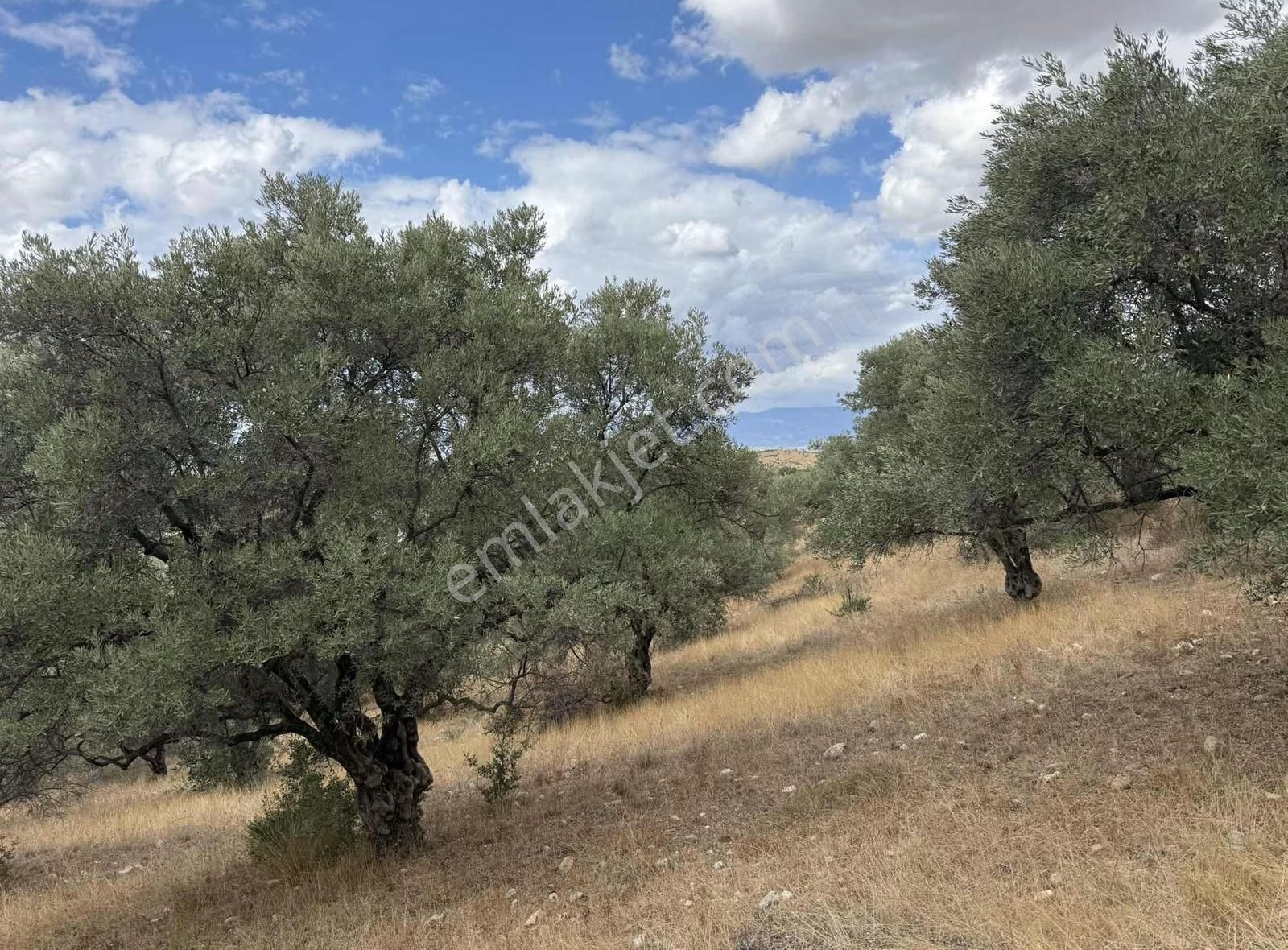 Pek Emlaktan Çok Verimli Asfalt Kenarı Satılık 5018 M2 Zeytinlik - Görsel 6