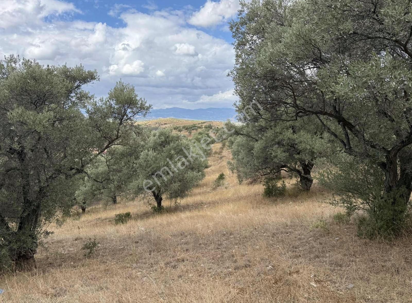 Pek Emlaktan Çok Verimli Asfalt Kenarı Satılık 5018 M2 Zeytinlik - Görsel 14