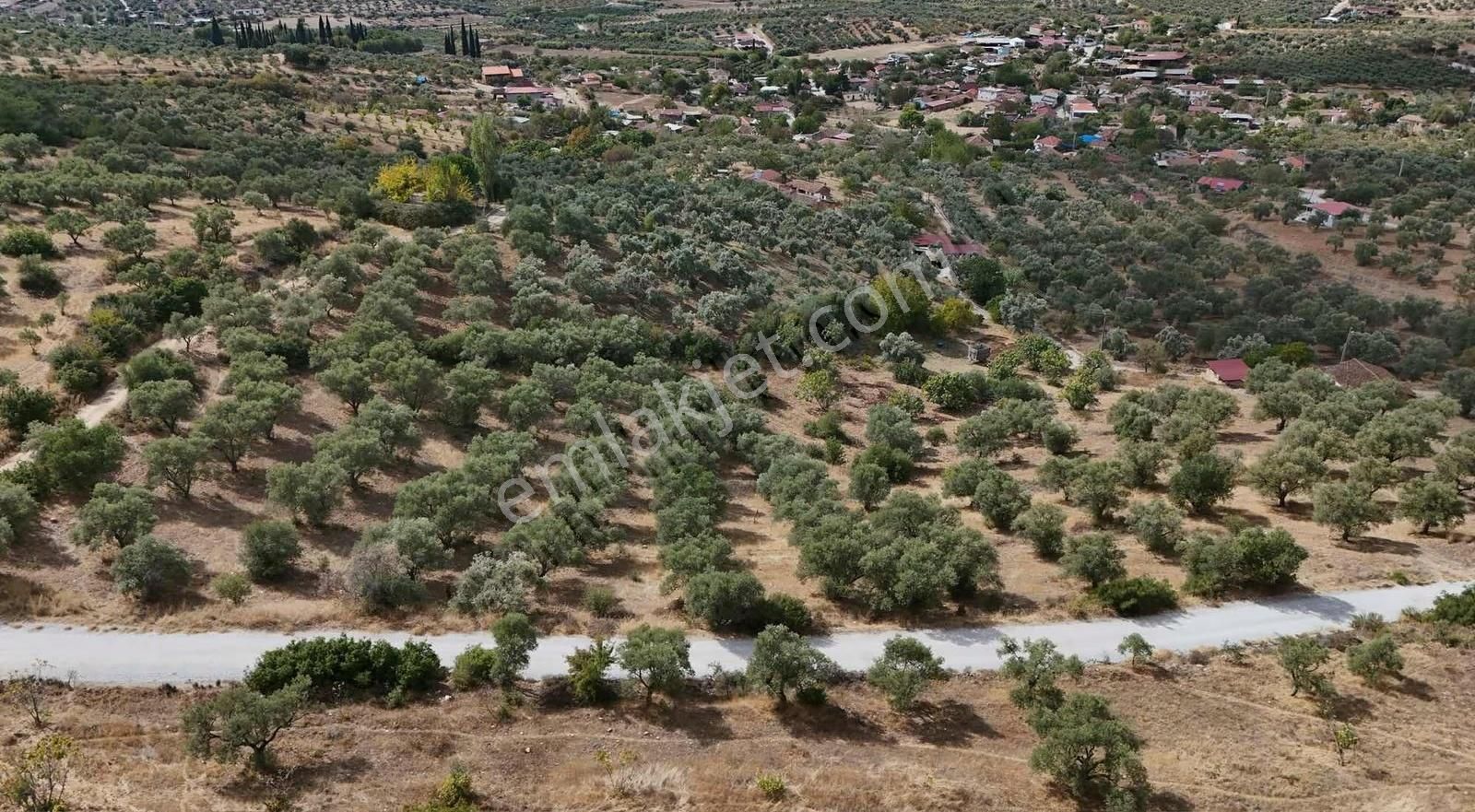 Pek Emlaktan Çok Verimli Asfalt Kenarı Satılık 5018 M2 Zeytinlik - Görsel 2