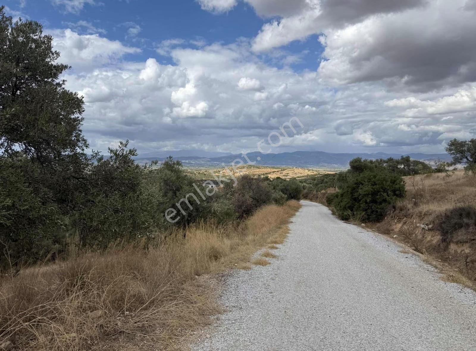 Pek Emlaktan Çok Verimli Asfalt Kenarı Satılık 5018 M2 Zeytinlik - Görsel 4