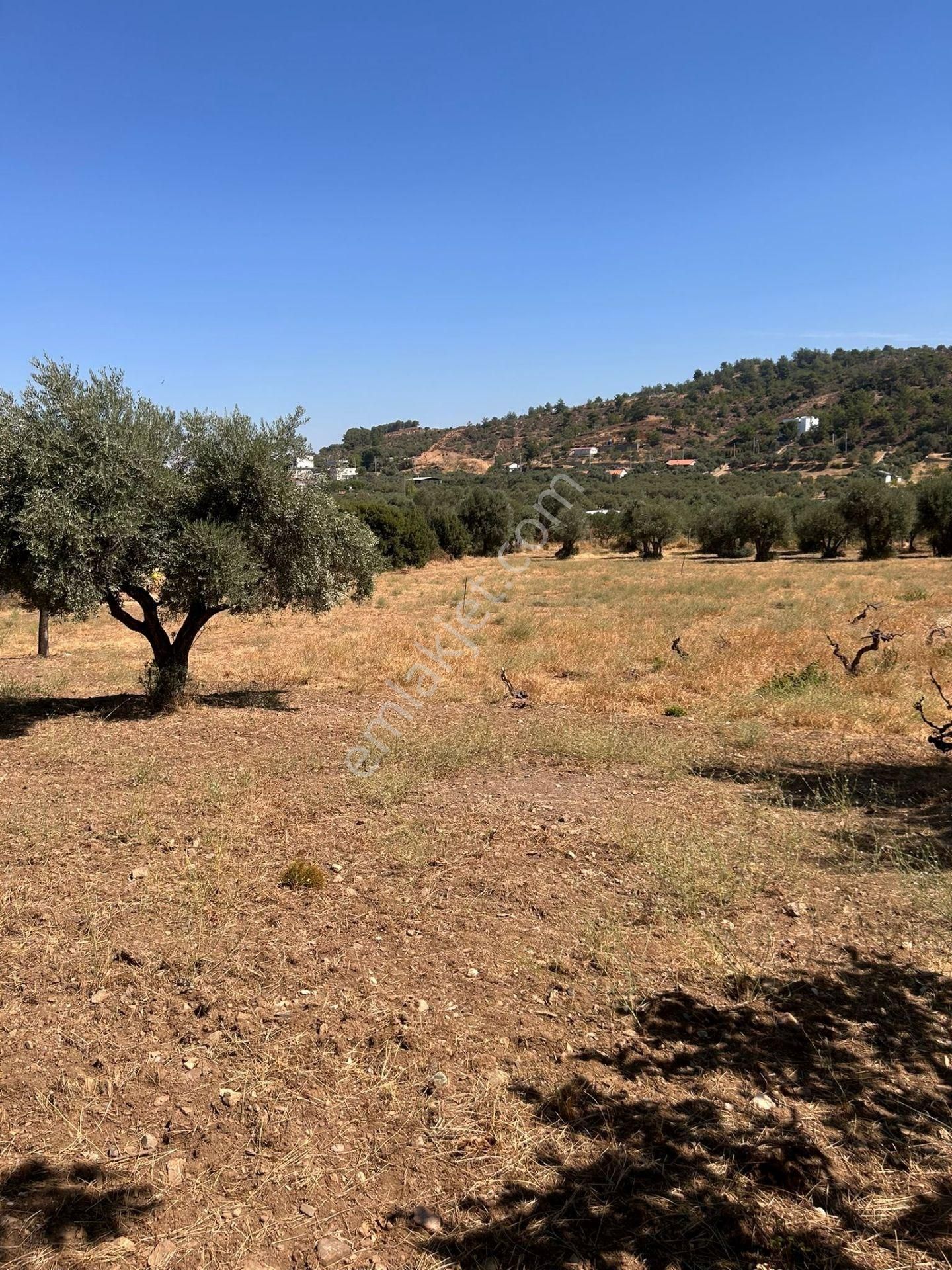 Kemalpaşa Armultuda Tek Tapulu Bahçe