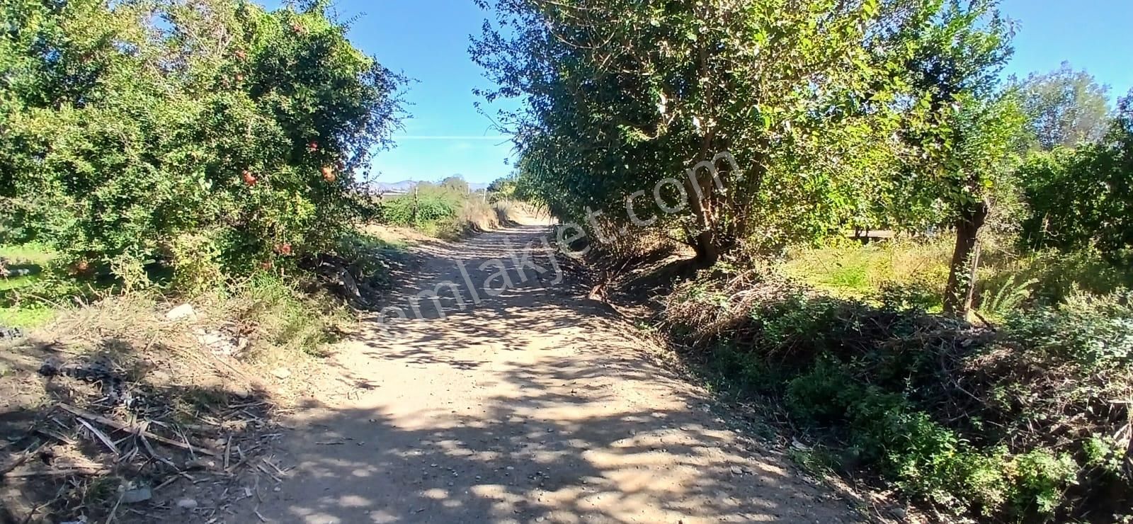 Aydın Nazilli İsabeyli Mahallesinde Satılık Hobi Bahçesi - Görsel 12