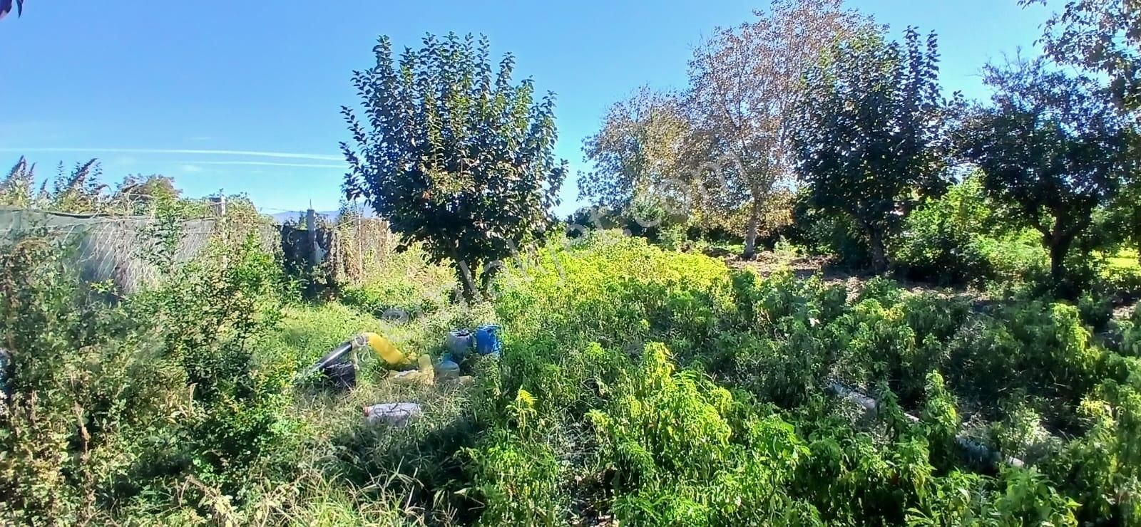 Aydın Nazilli İsabeyli Mahallesinde Satılık Hobi Bahçesi - Görsel 22