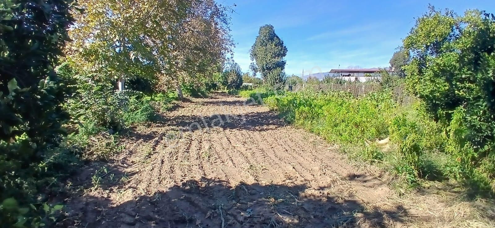 Aydın Nazilli İsabeyli Mahallesinde Satılık Hobi Bahçesi - Görsel 18