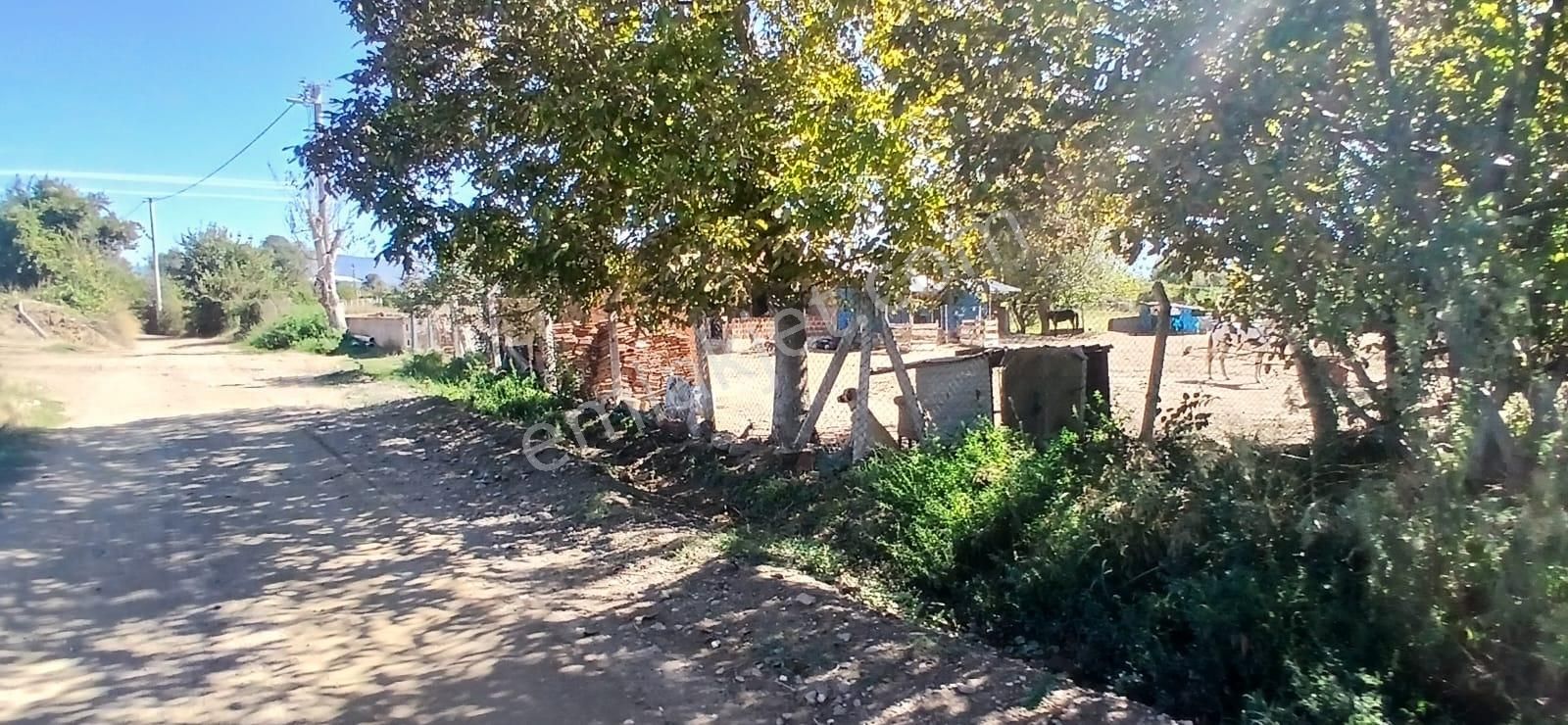 Aydın Nazilli İsabeyli Mahallesinde Satılık Hobi Bahçesi - Görsel 5