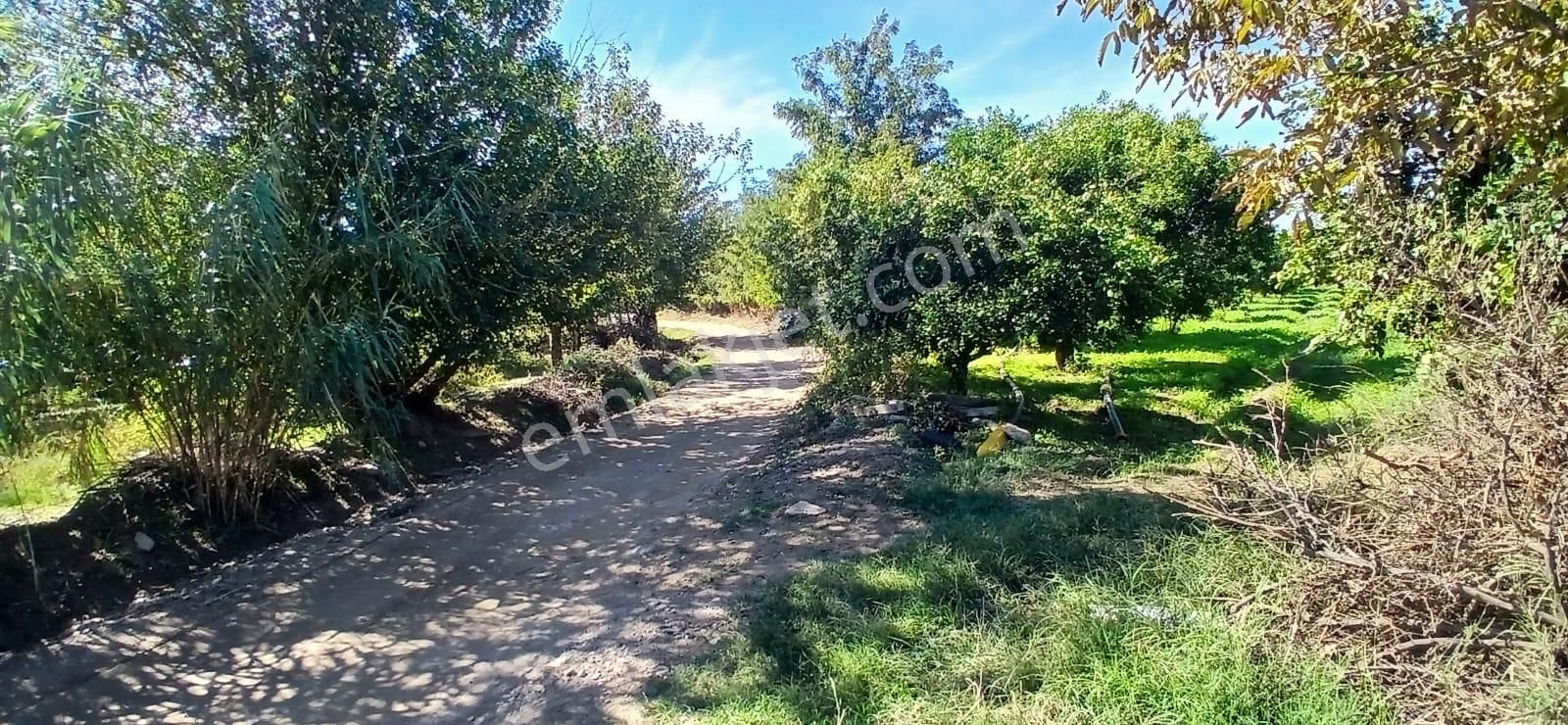 Aydın Nazilli İsabeyli Mahallesinde Satılık Hobi Bahçesi - Görsel 16