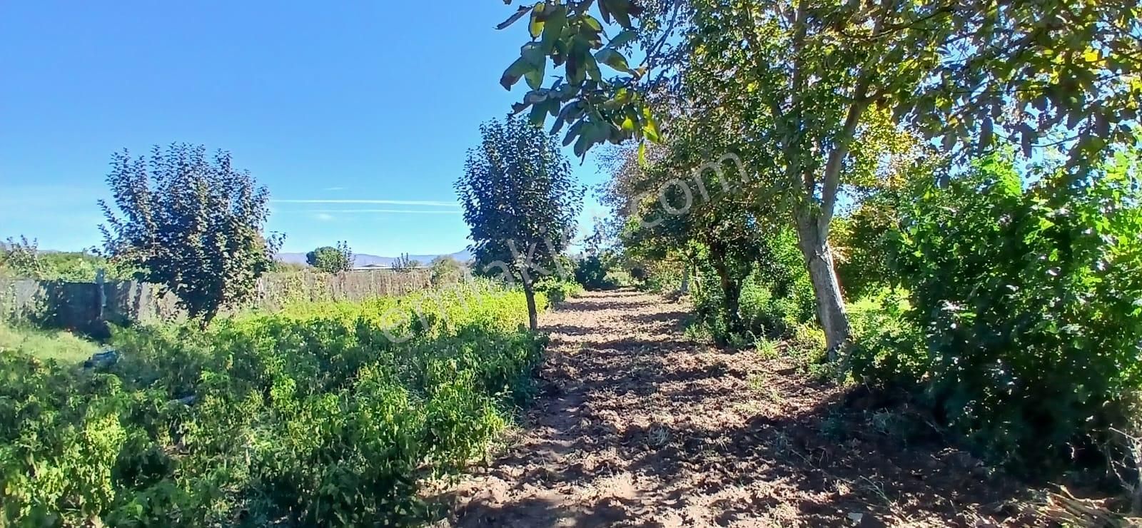 Aydın Nazilli İsabeyli Mahallesinde Satılık Hobi Bahçesi - Görsel 23