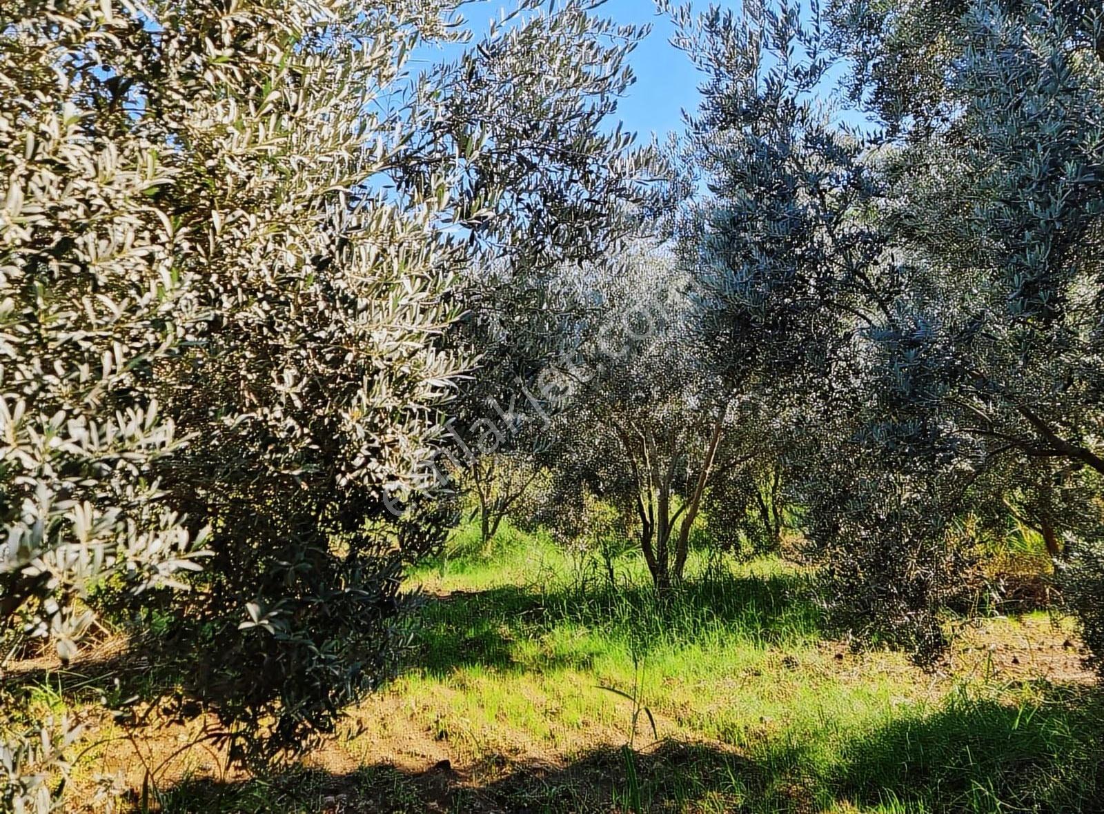 Zeytinalanı 500 M2 Satılık 2b Bahçe. - Görsel 34