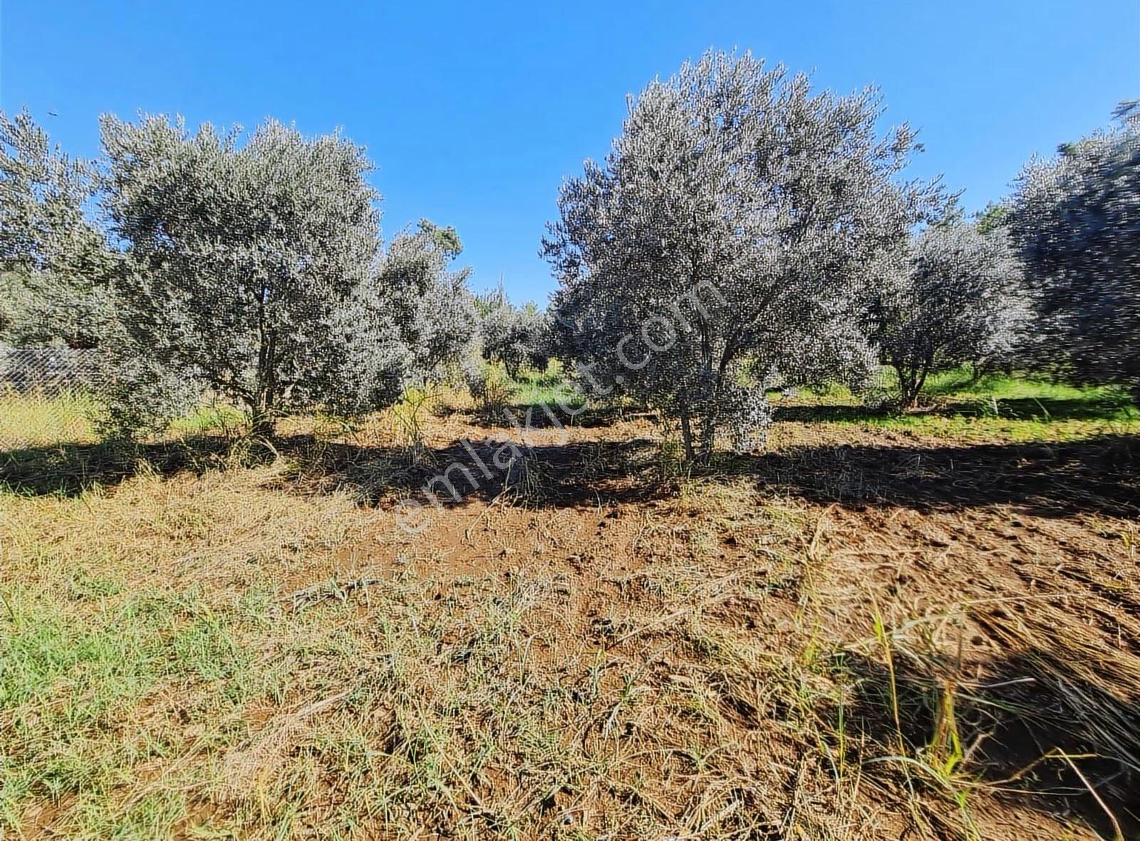 Zeytinalanı 500 M2 Satılık 2b Bahçe. - Görsel 6