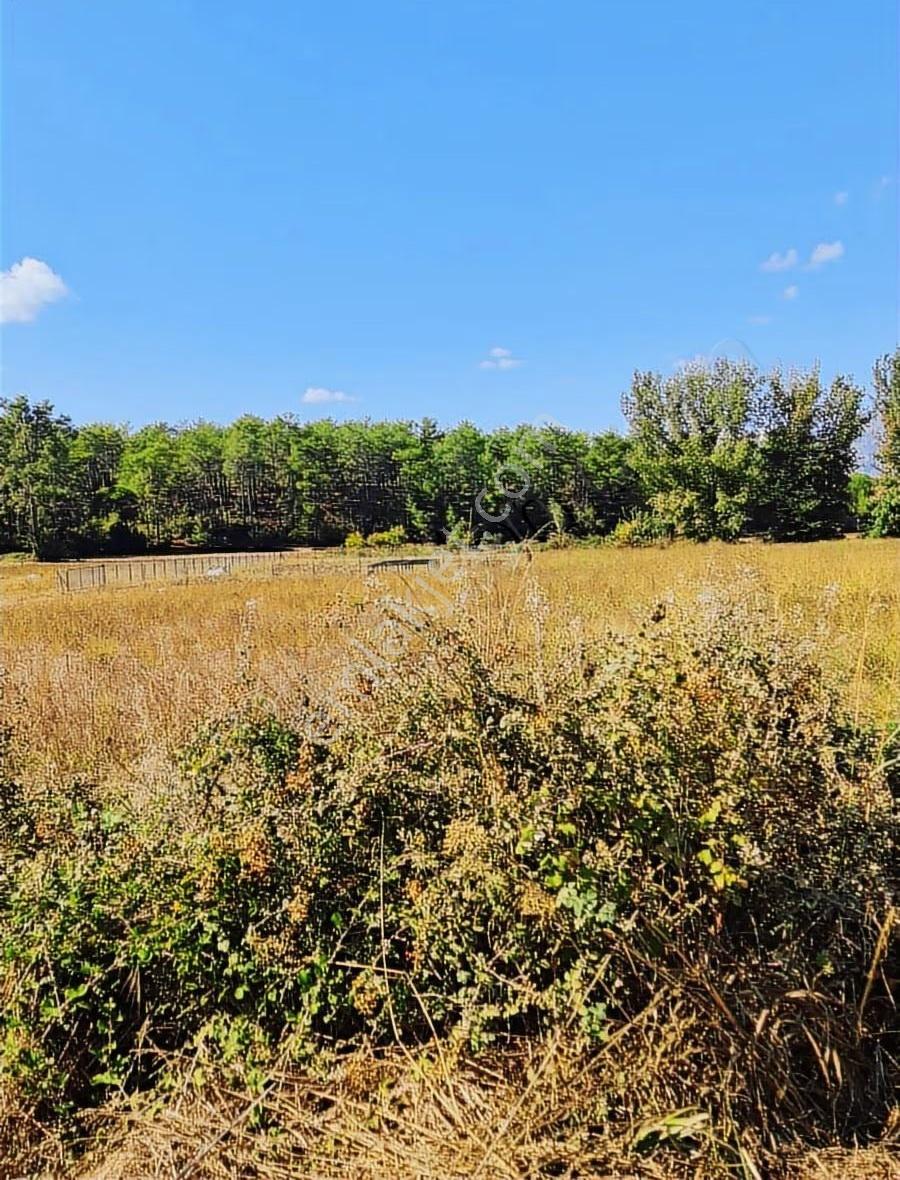 Zeytinalanı 500 M2 Satılık 2b Bahçe. - Görsel 20