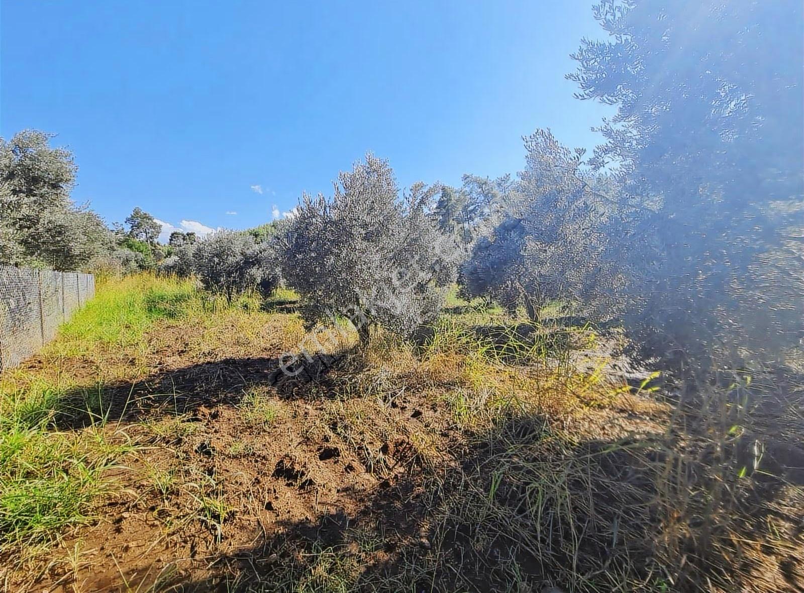 Zeytinalanı 500 M2 Satılık 2b Bahçe. - Görsel 25