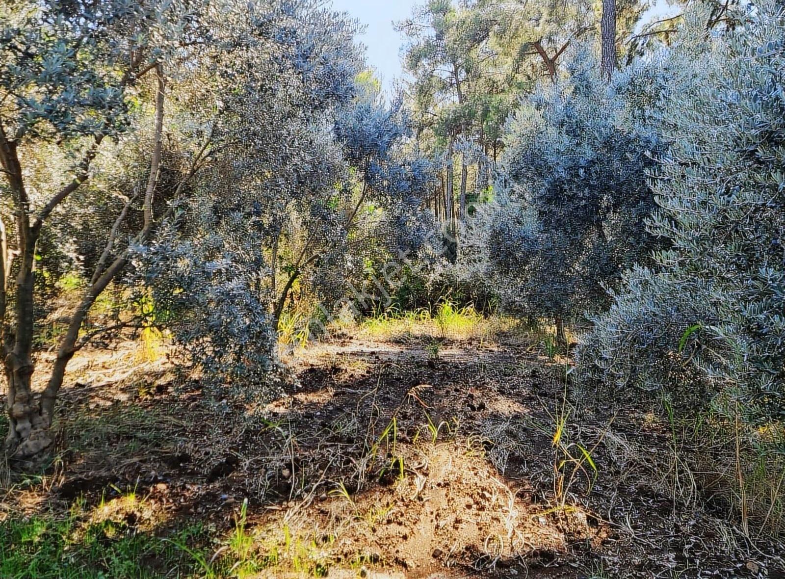 Zeytinalanı 500 M2 Satılık 2b Bahçe. - Görsel 13