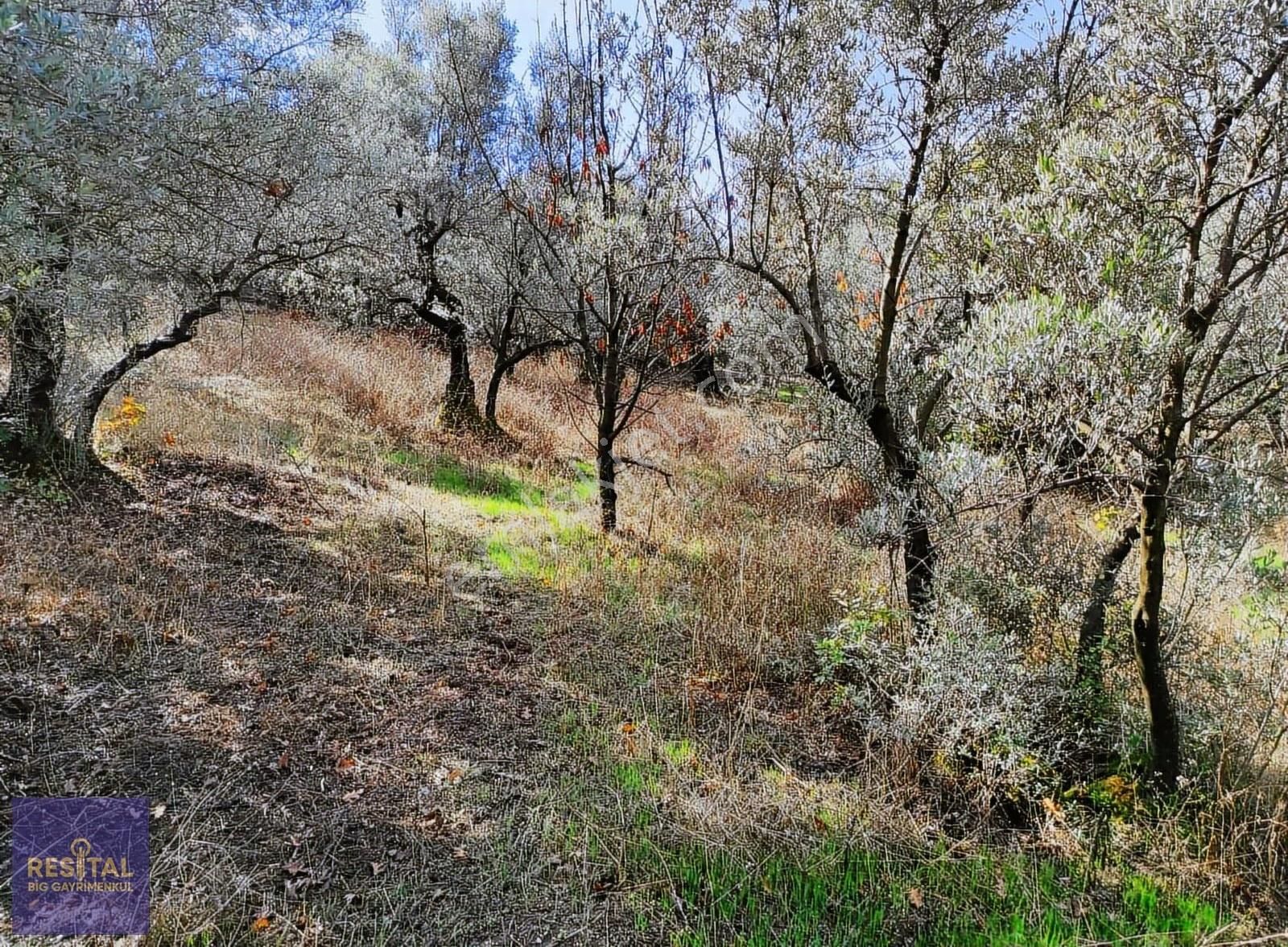 Katırlı Mah İçinde 1870m² Zeytinlik Resital Big Gayrimenkulde - Görsel 4