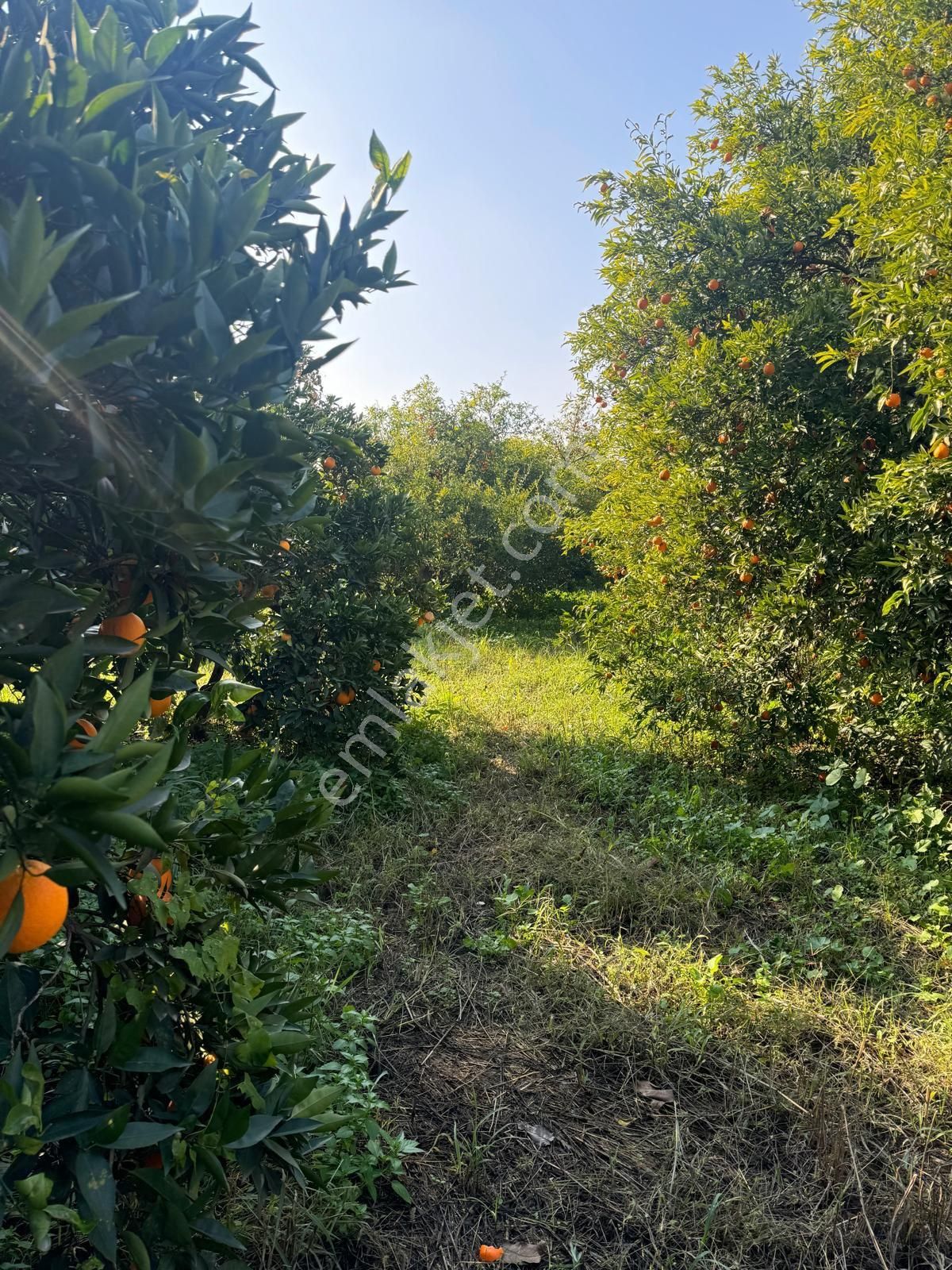 Hobi Bahçesi - Görsel 6