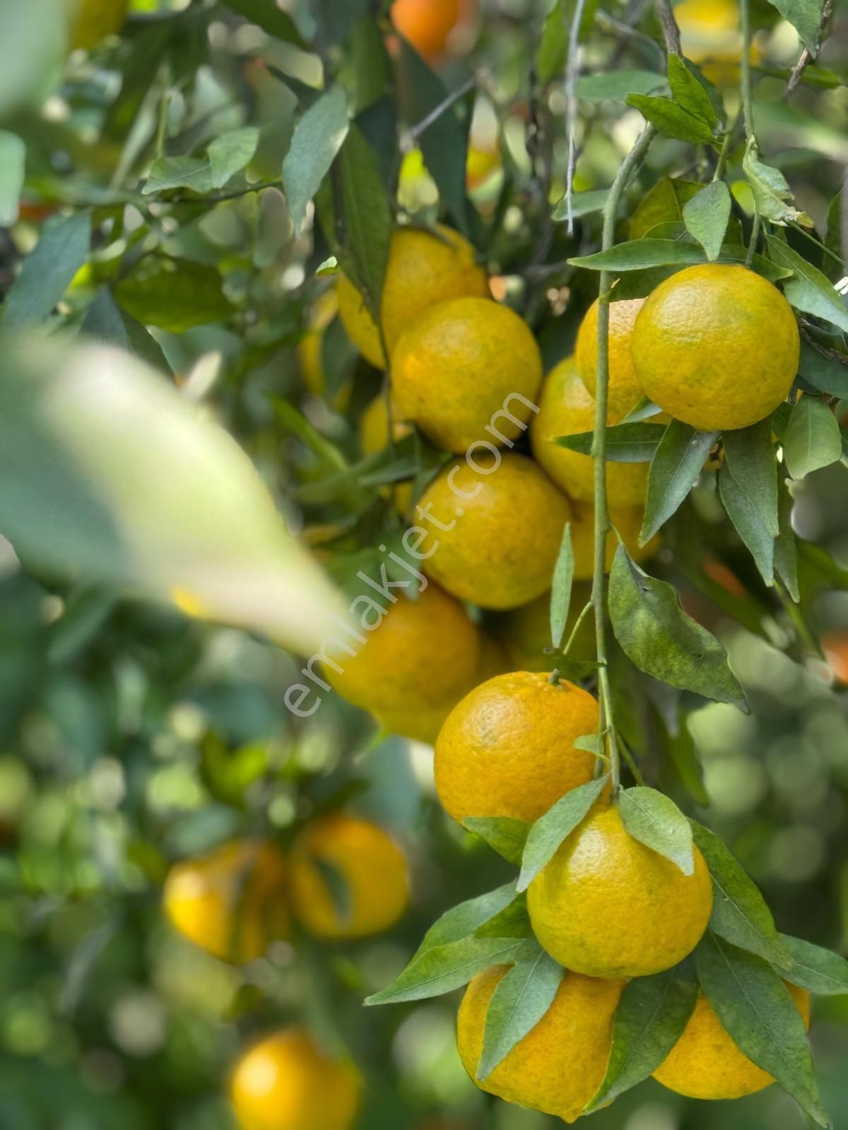 Hobi Bahçesi - Görsel 9