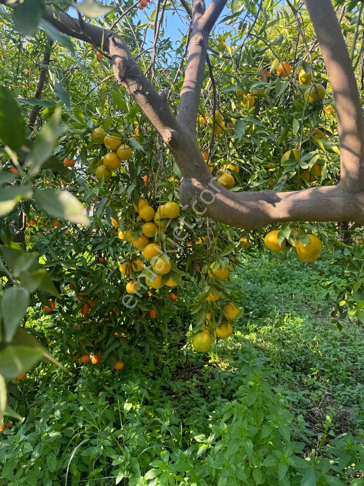 Hobi Bahçesi - Görsel 10