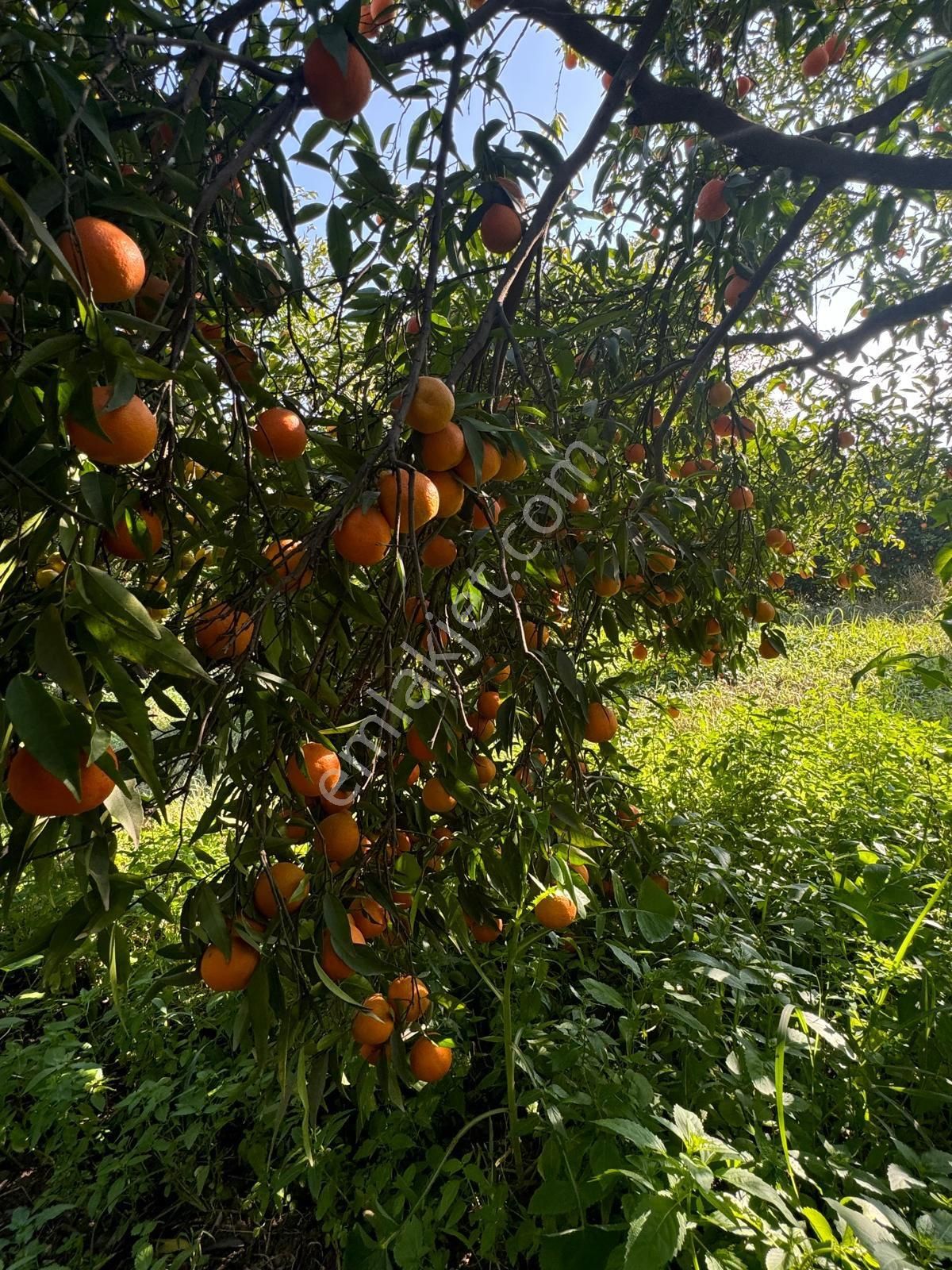 Hobi Bahçesi - Görsel 18