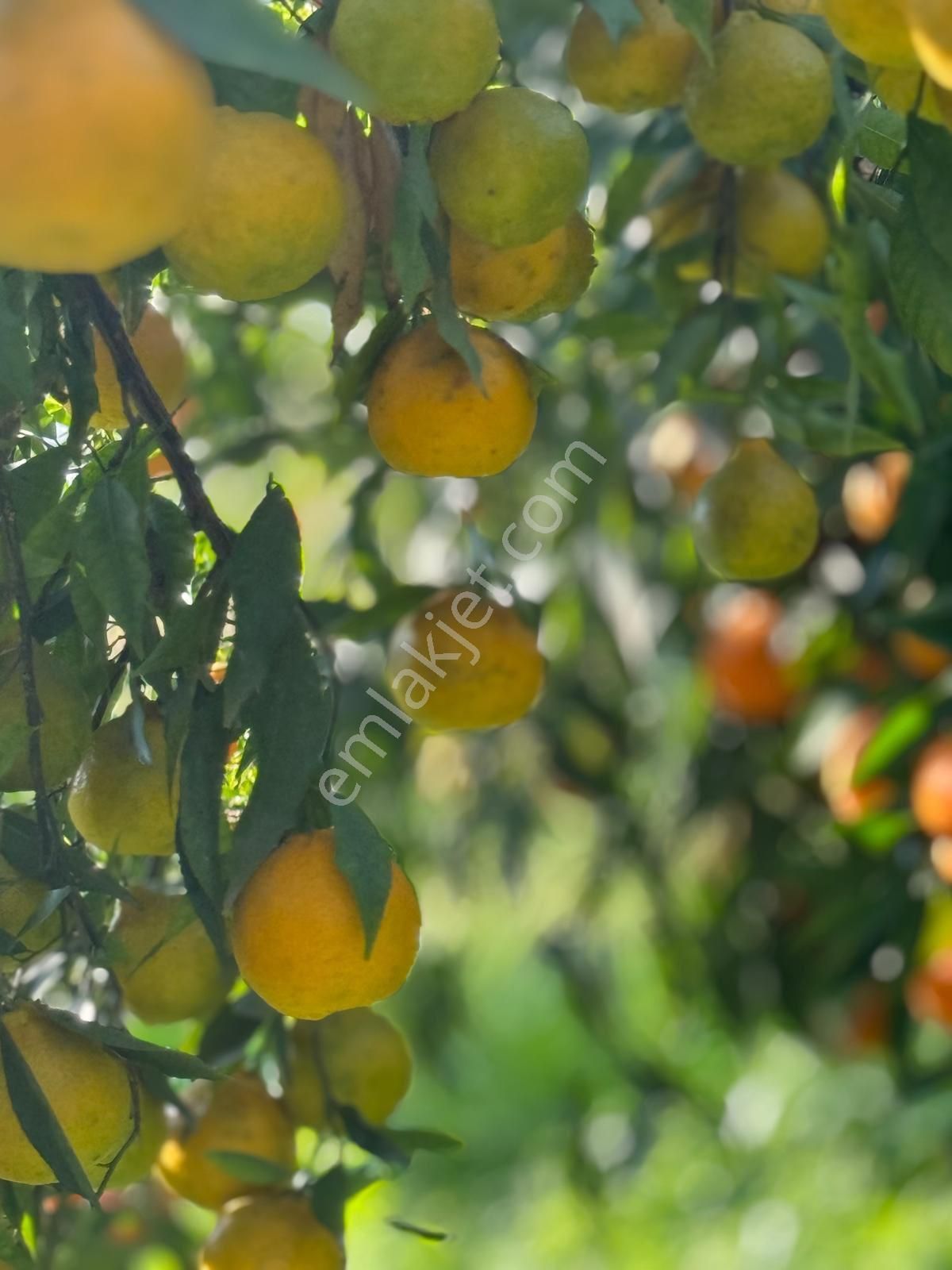 Hobi Bahçesi - Görsel 14