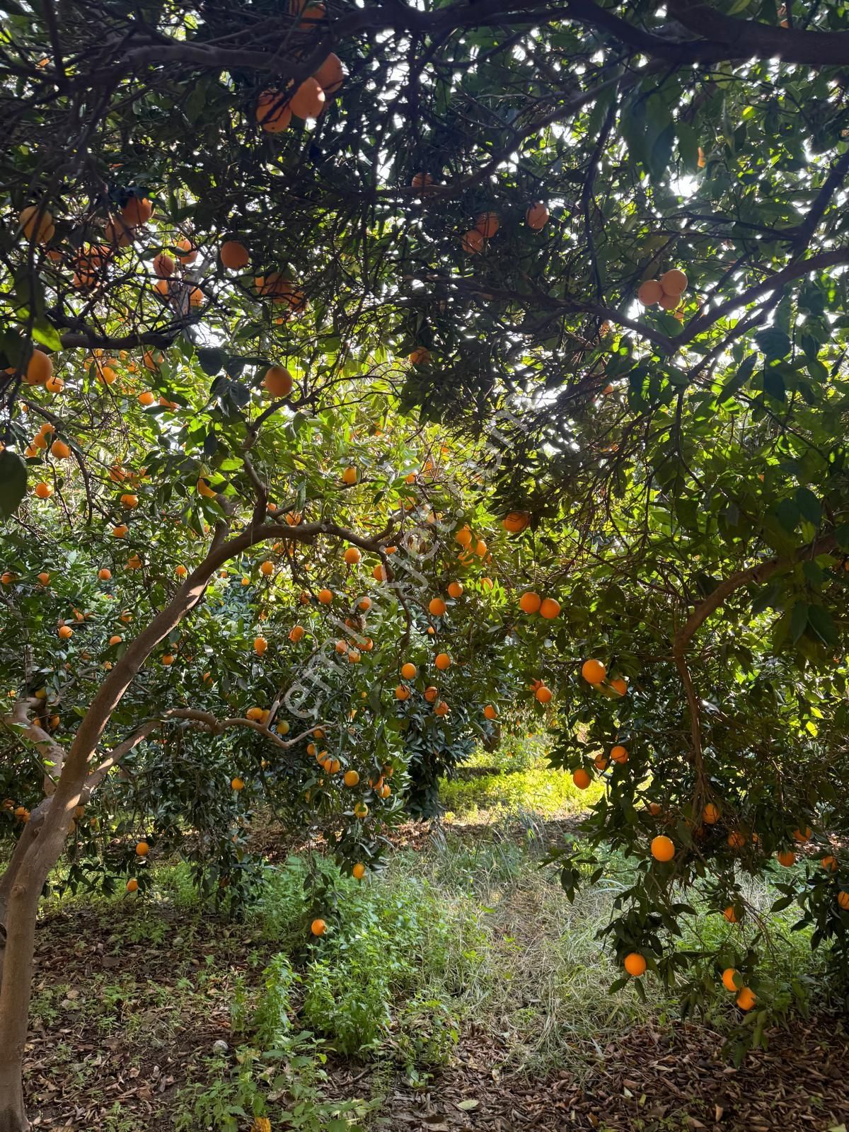 Hobi Bahçesi - Görsel 3