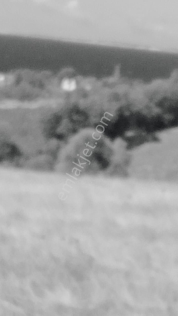 Ayvacık Kösedere Köyünde 18240 M2 Kapanmaz Deniz Manzaralı Tarla - Görsel 4