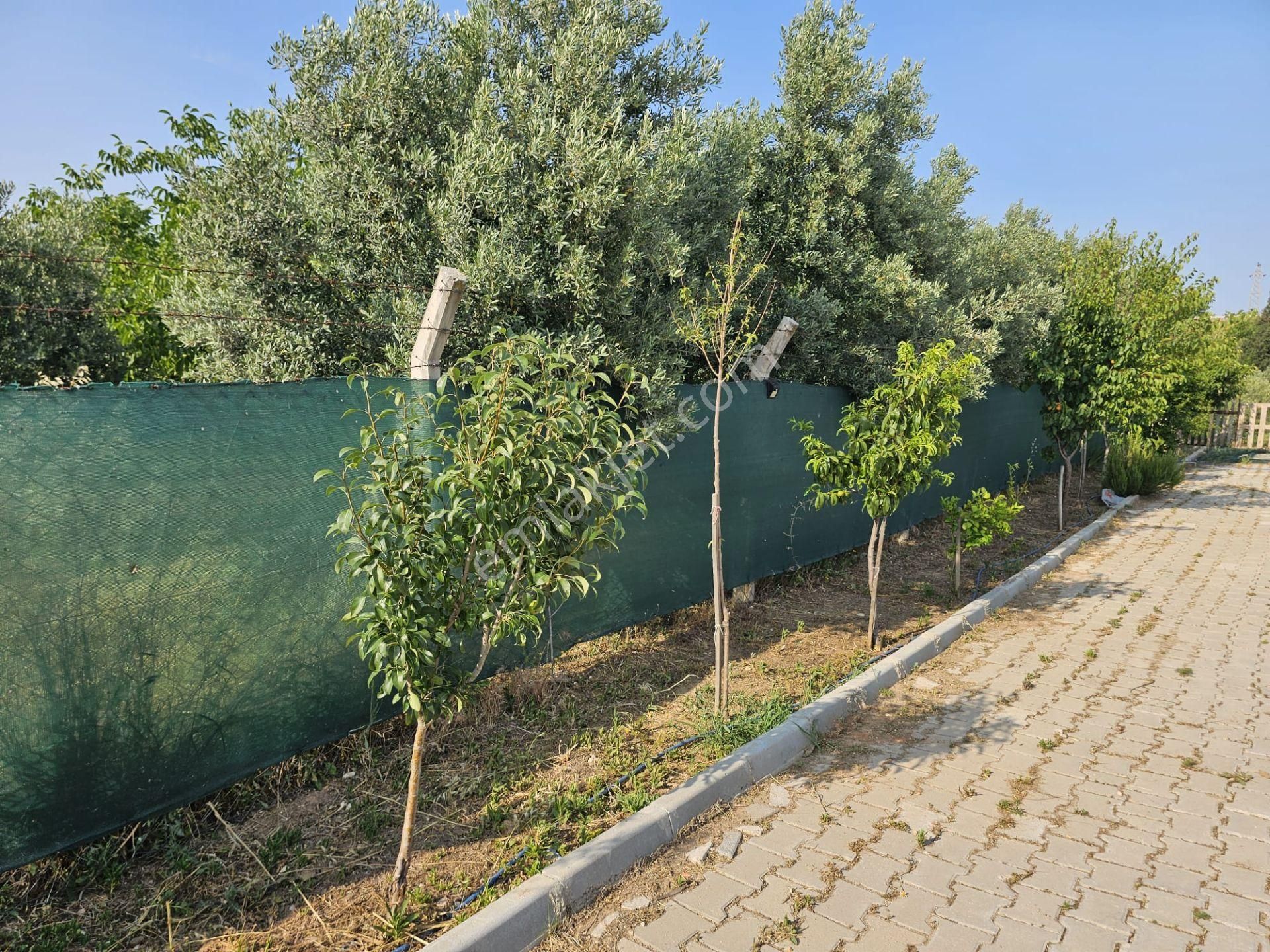 Acill Buca Karacağaç Mevki 1.665m2 İçerisinde Prefabrik Ev 'li Satılık Bahçe - Görsel 24