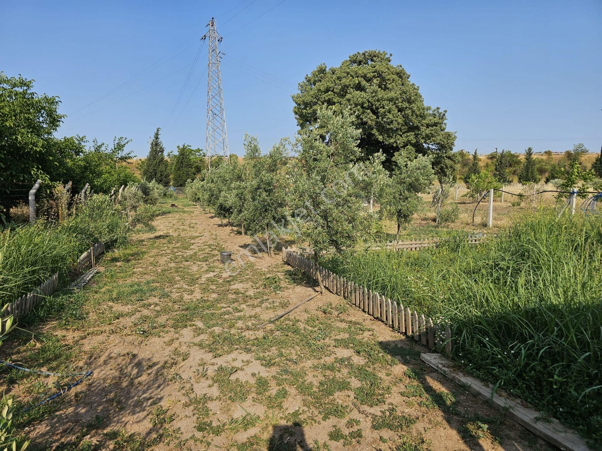 Acill Buca Karacağaç Mevki 1.665m2 İçerisinde Prefabrik Ev 'li Satılık Bahçe - Görsel 28