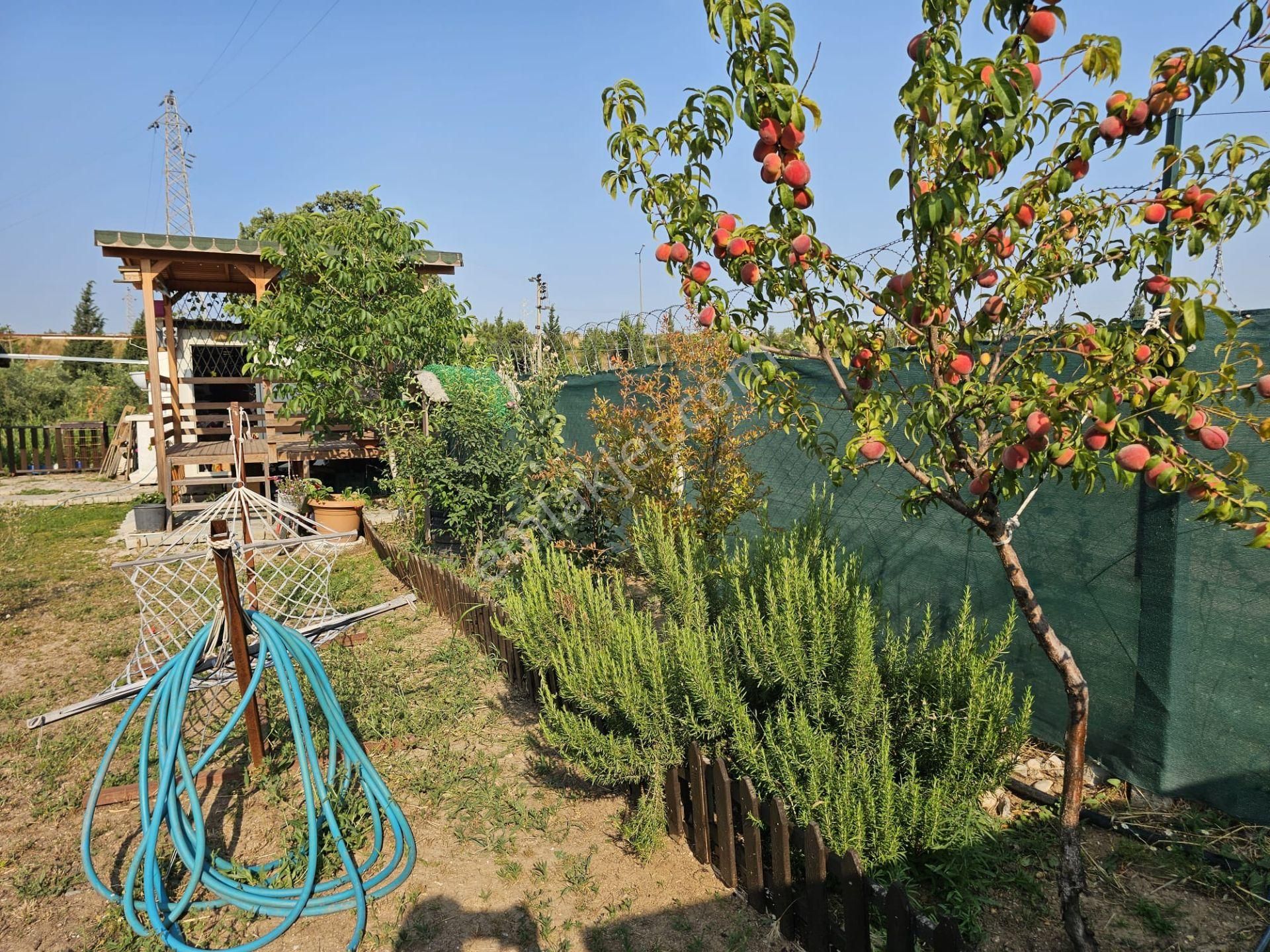 Acill Buca Karacağaç Mevki 1.665m2 İçerisinde Prefabrik Ev 'li Satılık Bahçe - Görsel 8