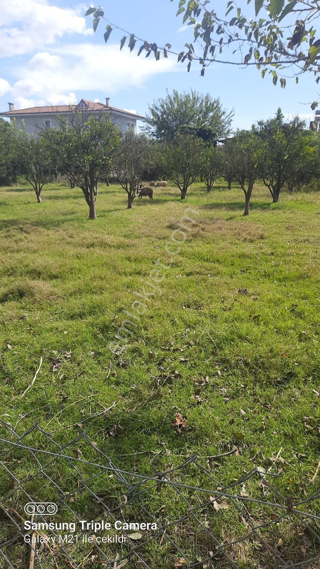 Fevziyede Satılık Rızai Taksimli 2510 M2 Yer.videosu Mevcut - Görsel 17