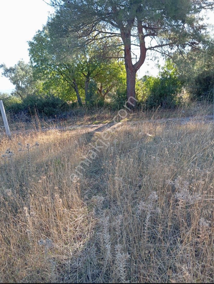Satılık Zeytinlik - Görsel 3