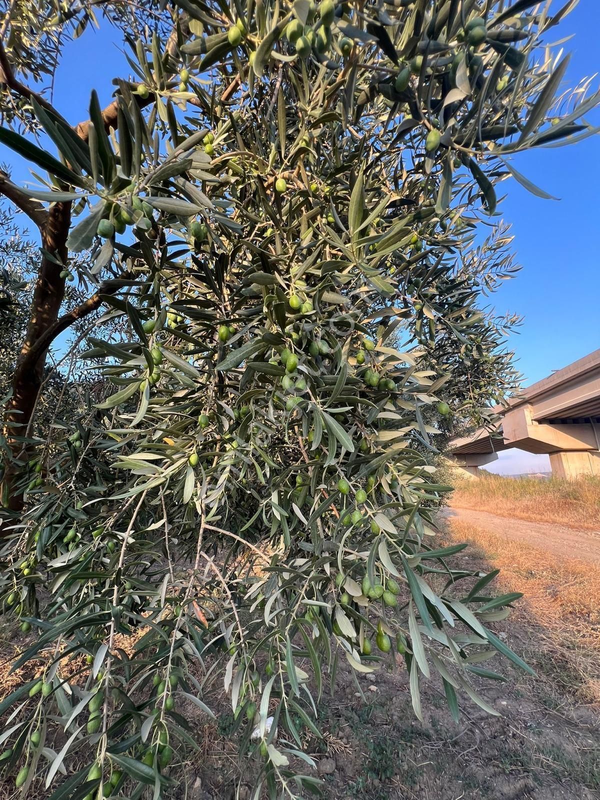 Alay Emlak Ofisinden Barakfakih De Satılık Bahçe