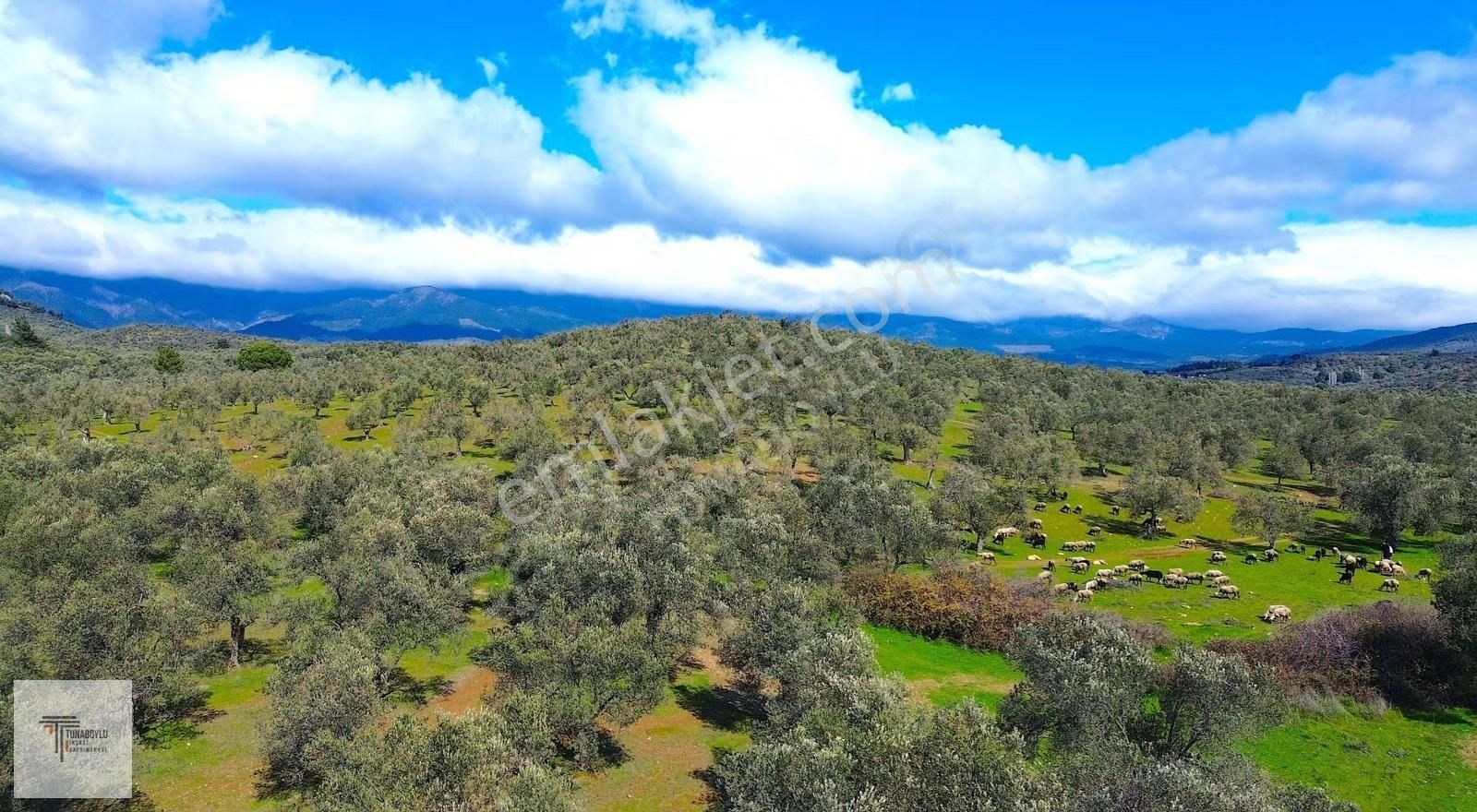 ▓tunaboylu'dan Havran Küçükdere'de Satılık 1.628 M2 Zeytinlik ▓ - Görsel 7