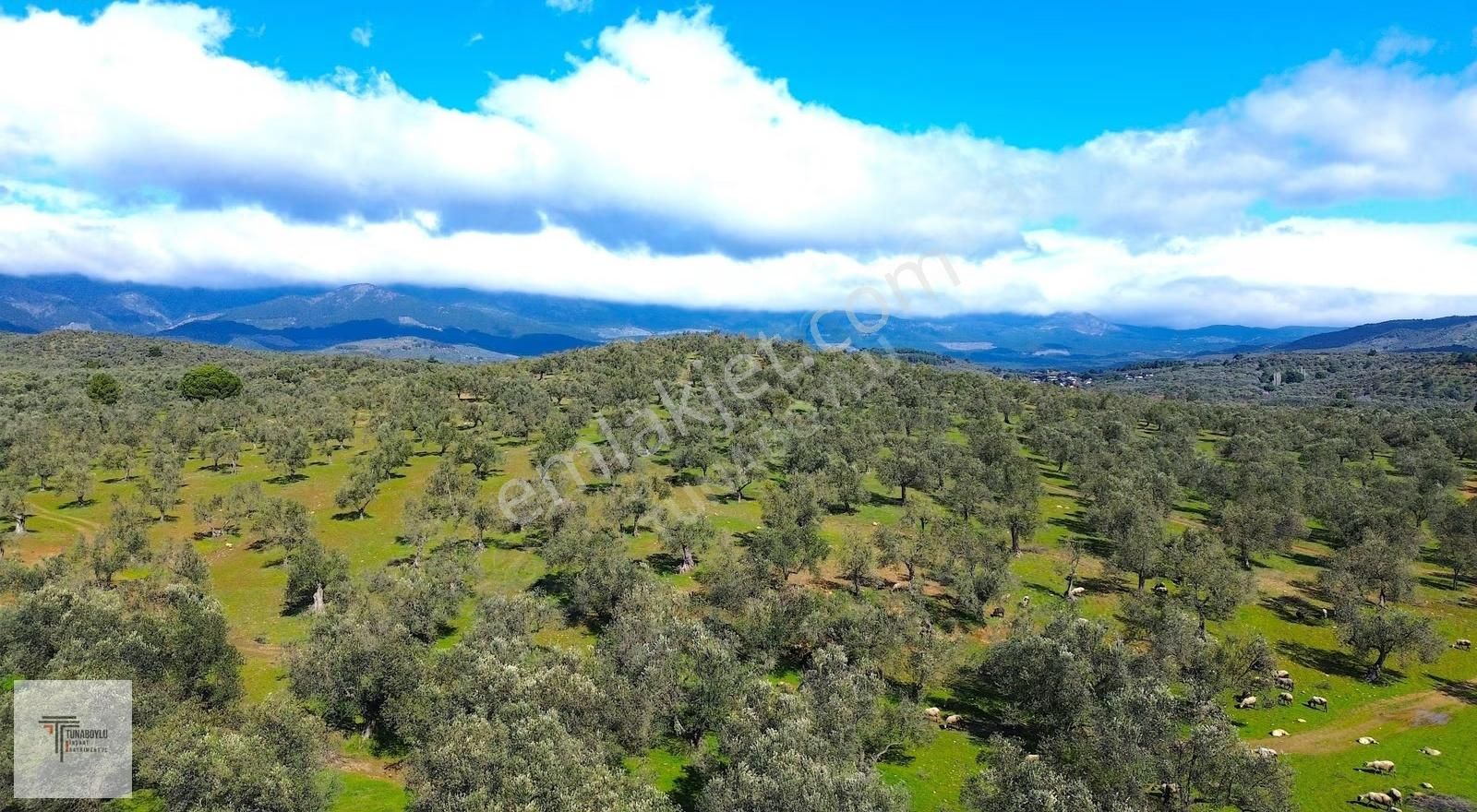 ▓tunaboylu'dan Havran Küçükdere'de Satılık 1.628 M2 Zeytinlik ▓ - Görsel 5