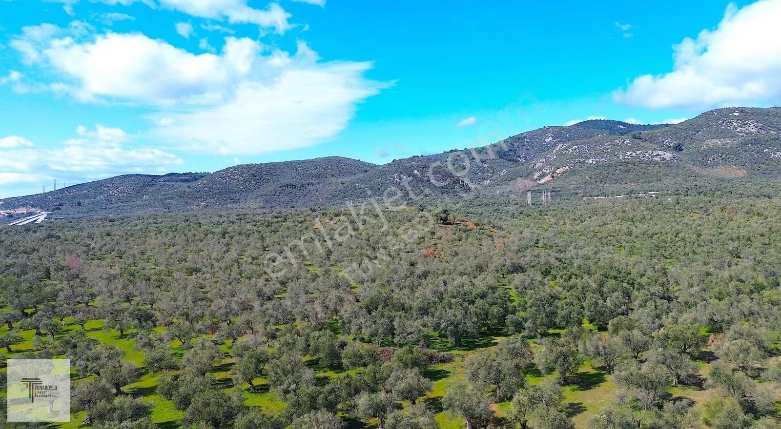 ▓tunaboylu'dan Havran Küçükdere'de Satılık 1.628 M2 Zeytinlik ▓ - Görsel 8