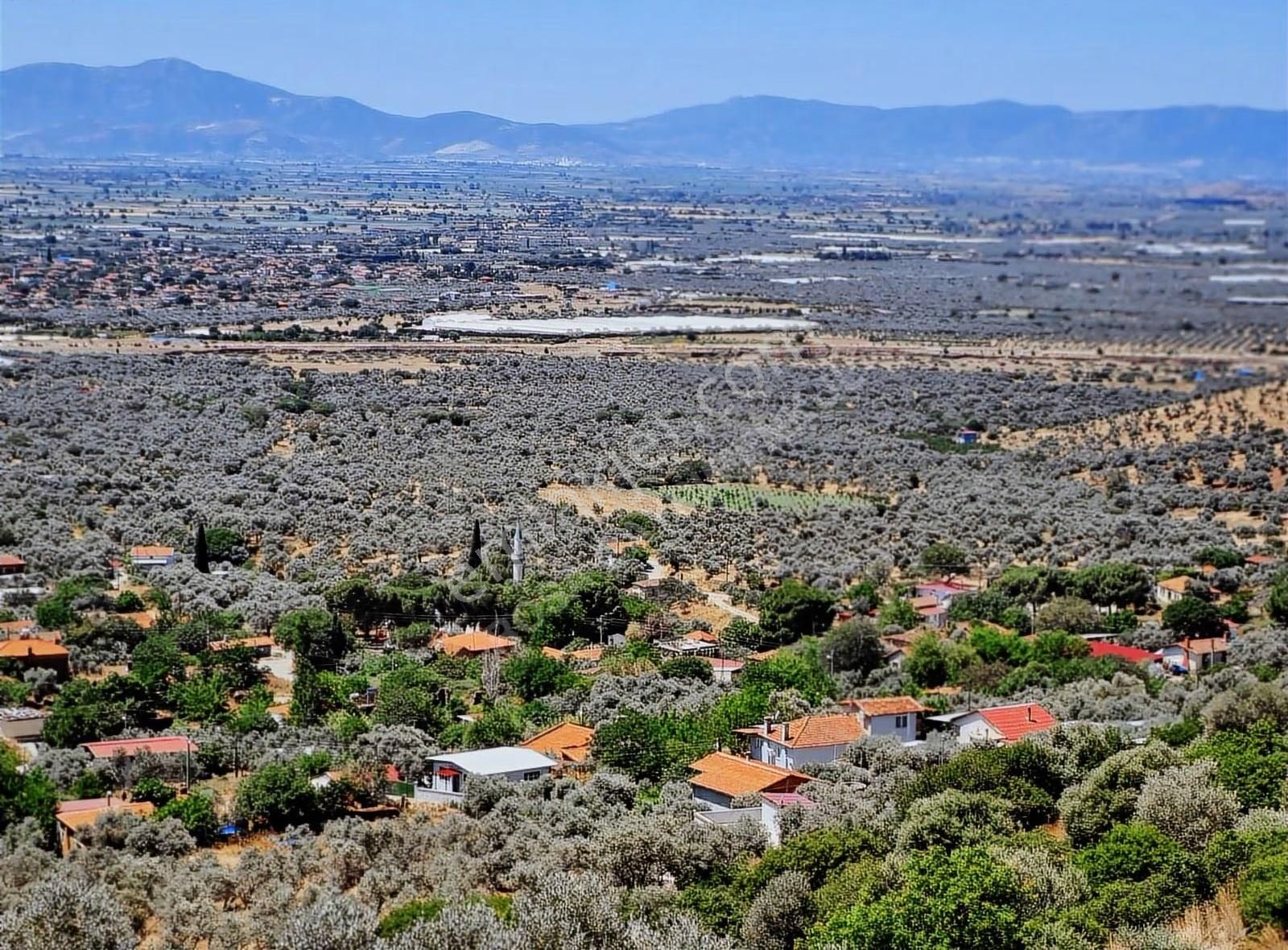 Bayındır Yeşilova Köyünde 638 M² Satılık Zeytin Bahçesi - Görsel 5