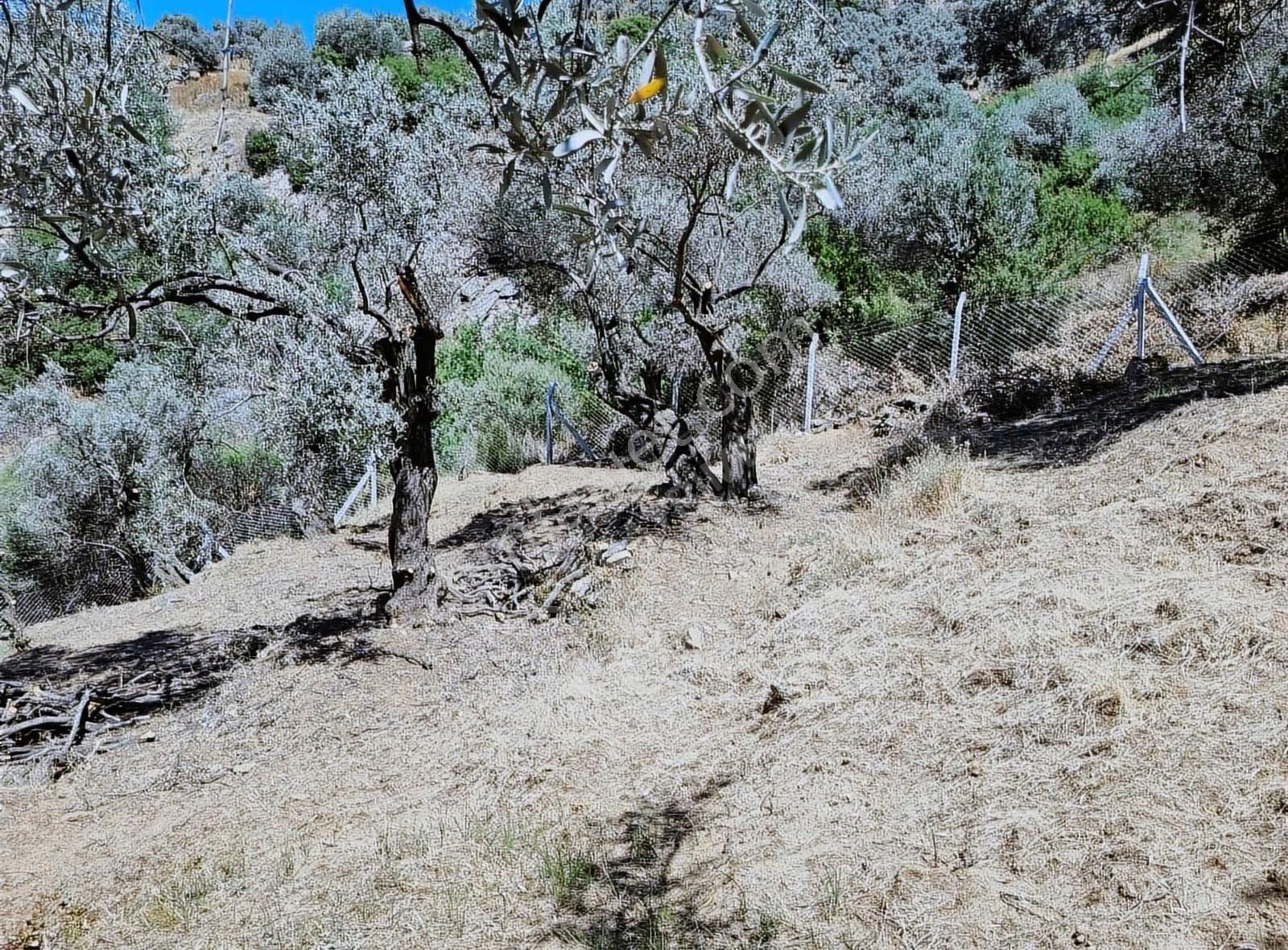 Bayındır Yeşilova Köyünde 638 M² Satılık Zeytin Bahçesi - Görsel 2