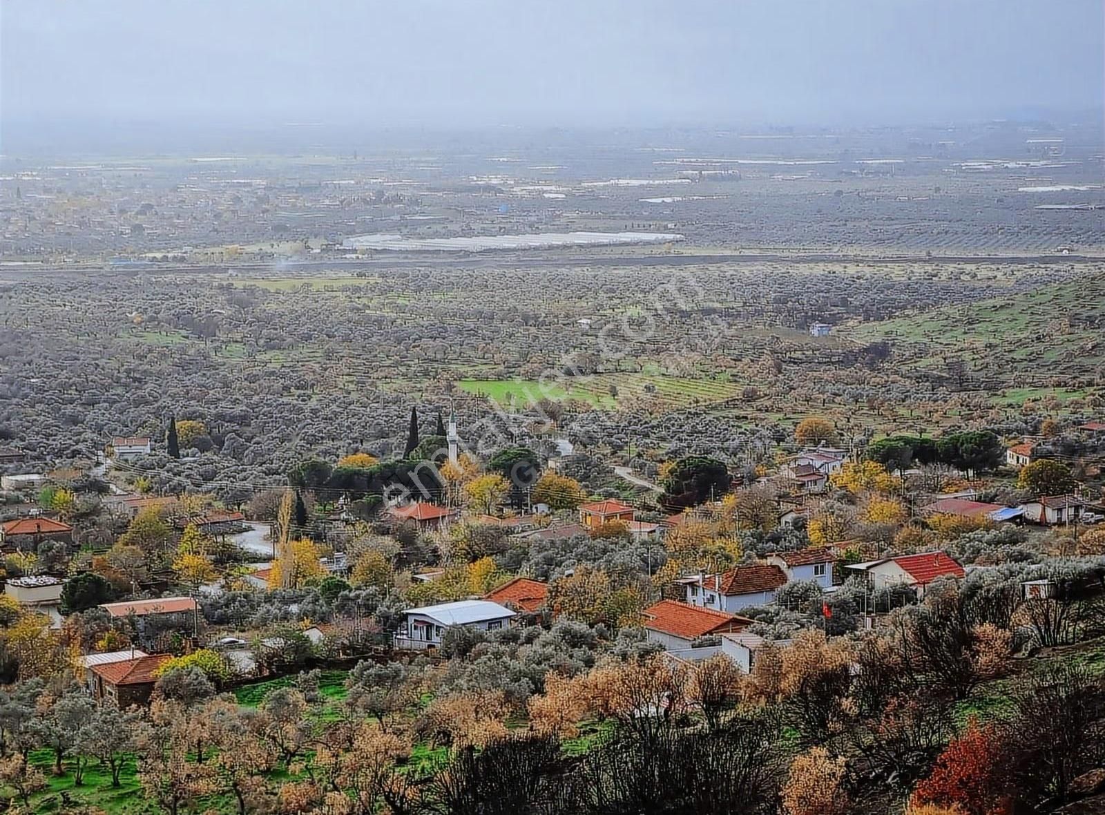 Bayındır Yeşilova Köyünde 638 M² Satılık Zeytin Bahçesi - Görsel 4