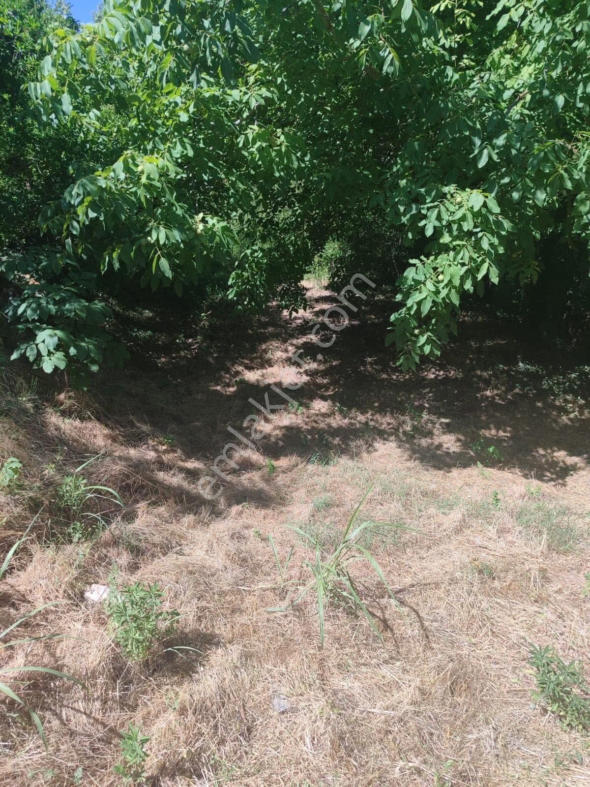 Aydın Nazilli Karacasu Yaylalı Mahallesi – Satılık 13.500 M² Mülk - Görsel 19