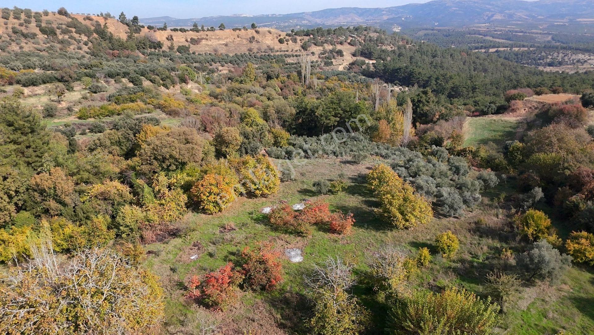 Aydın Nazilli Karacasu Yaylalı Mahallesi – Satılık 13.500 M² Mülk - Görsel 11