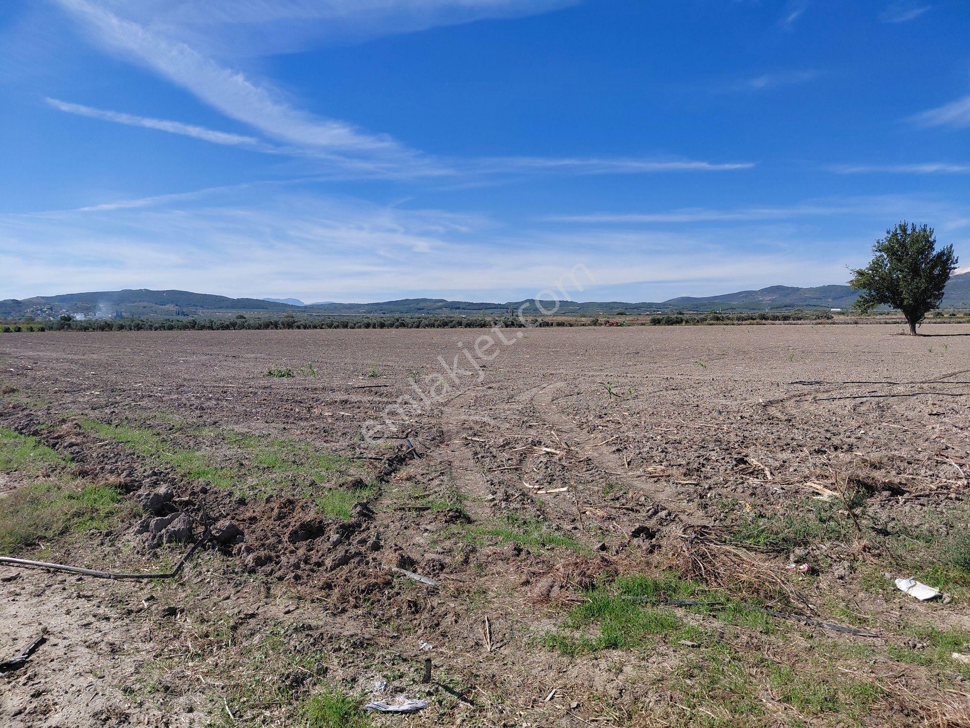 Akhisar Da Satılık 33.000 M2 Tarla Hertürlü Tarım Ve Hayvancılık İçin Uygun - Görsel 11
