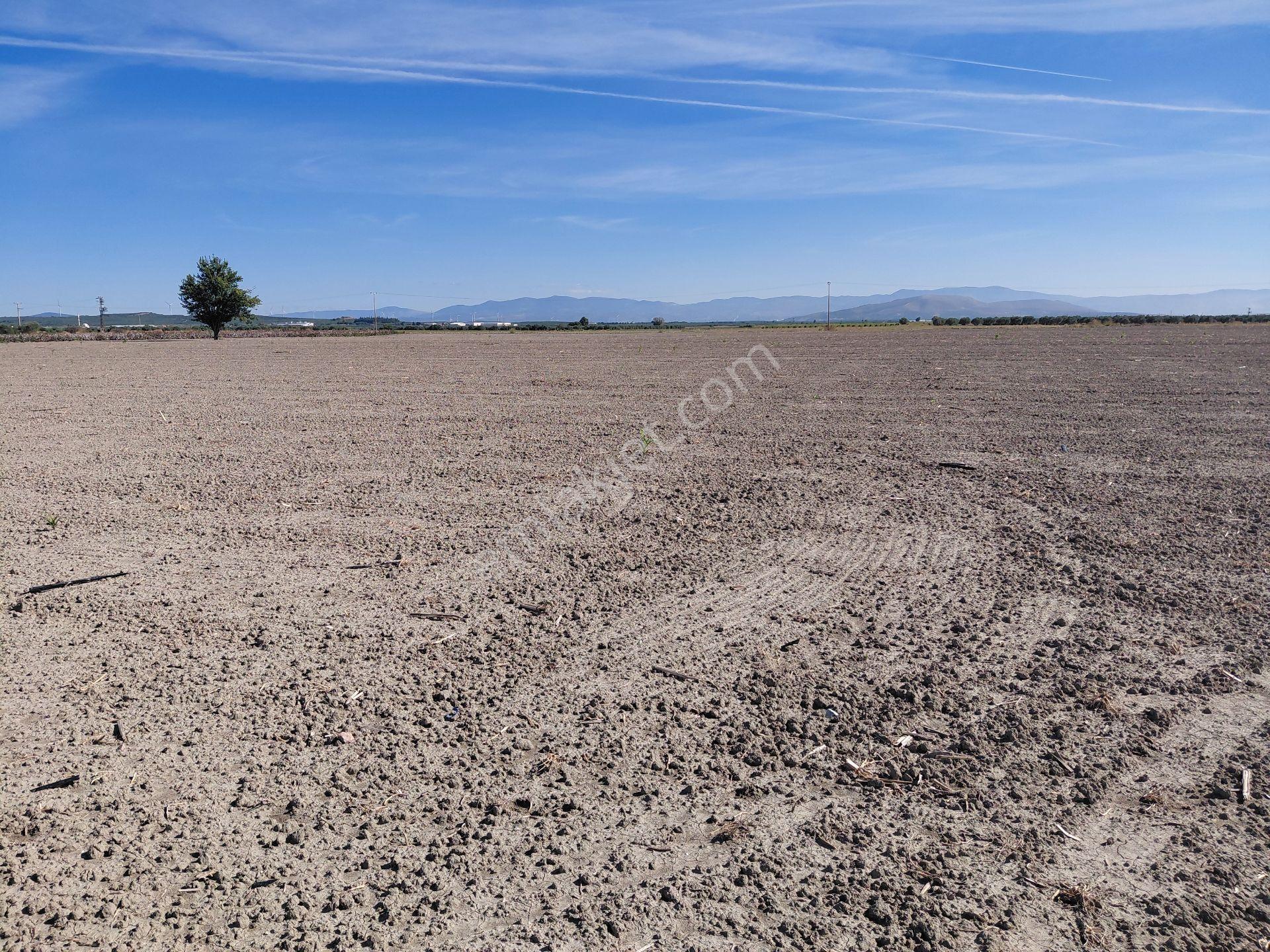 Akhisar Da Satılık 33.000 M2 Tarla Hertürlü Tarım Ve Hayvancılık İçin Uygun - Görsel 4