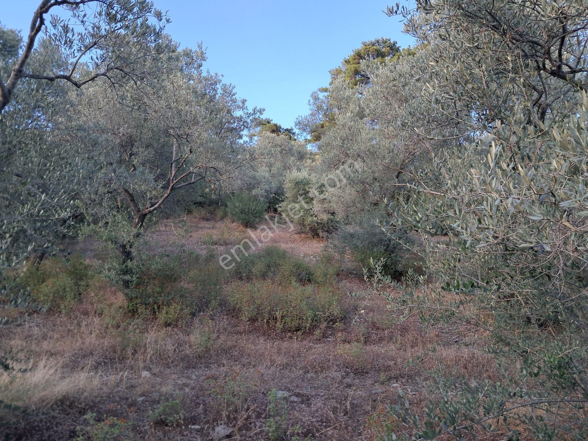 İzmir Torbalı Gold Emlaktan Satılık Zeytinlik