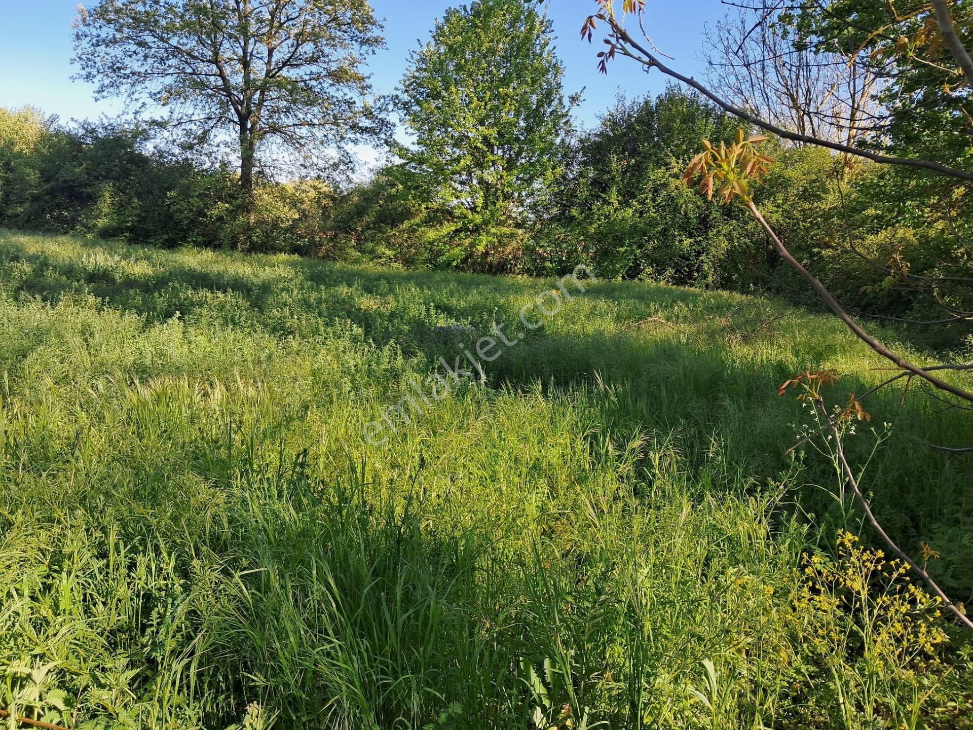 Yenice Aşağıkaraşık, Anayola Cephe, 1691m2, Dereye Sıfır Arsa - Görsel 6