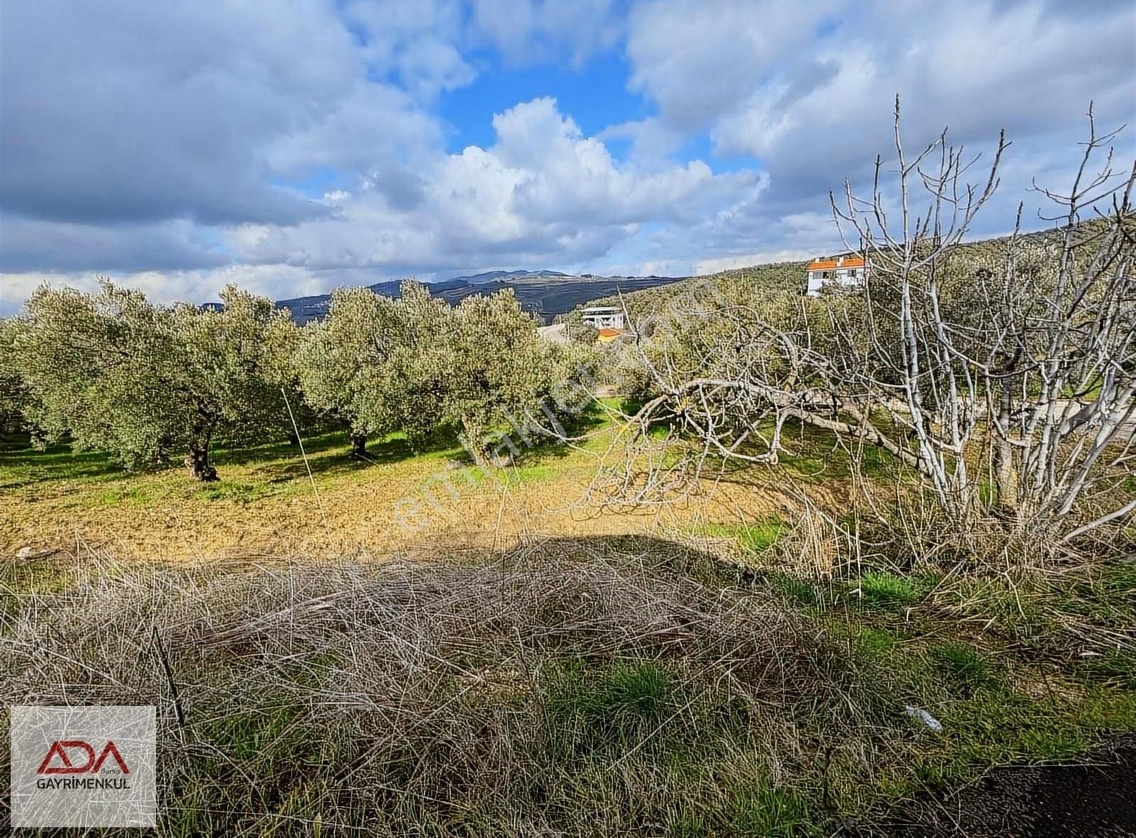 Ada'dan Mudanya Ülkü Köyde Satılık Hisseli Arazi Tarla - Görsel 5