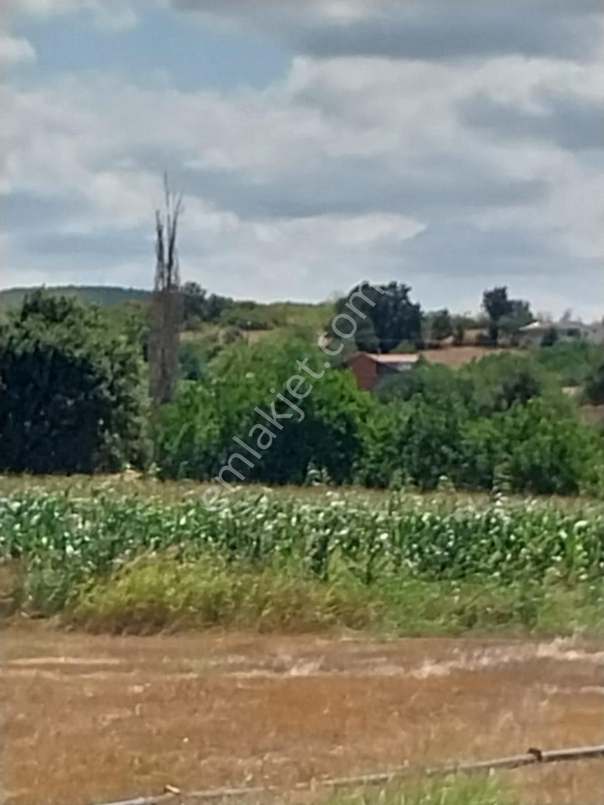 Güzel Bir Tarla Köye Çok Yakın - Görsel 4