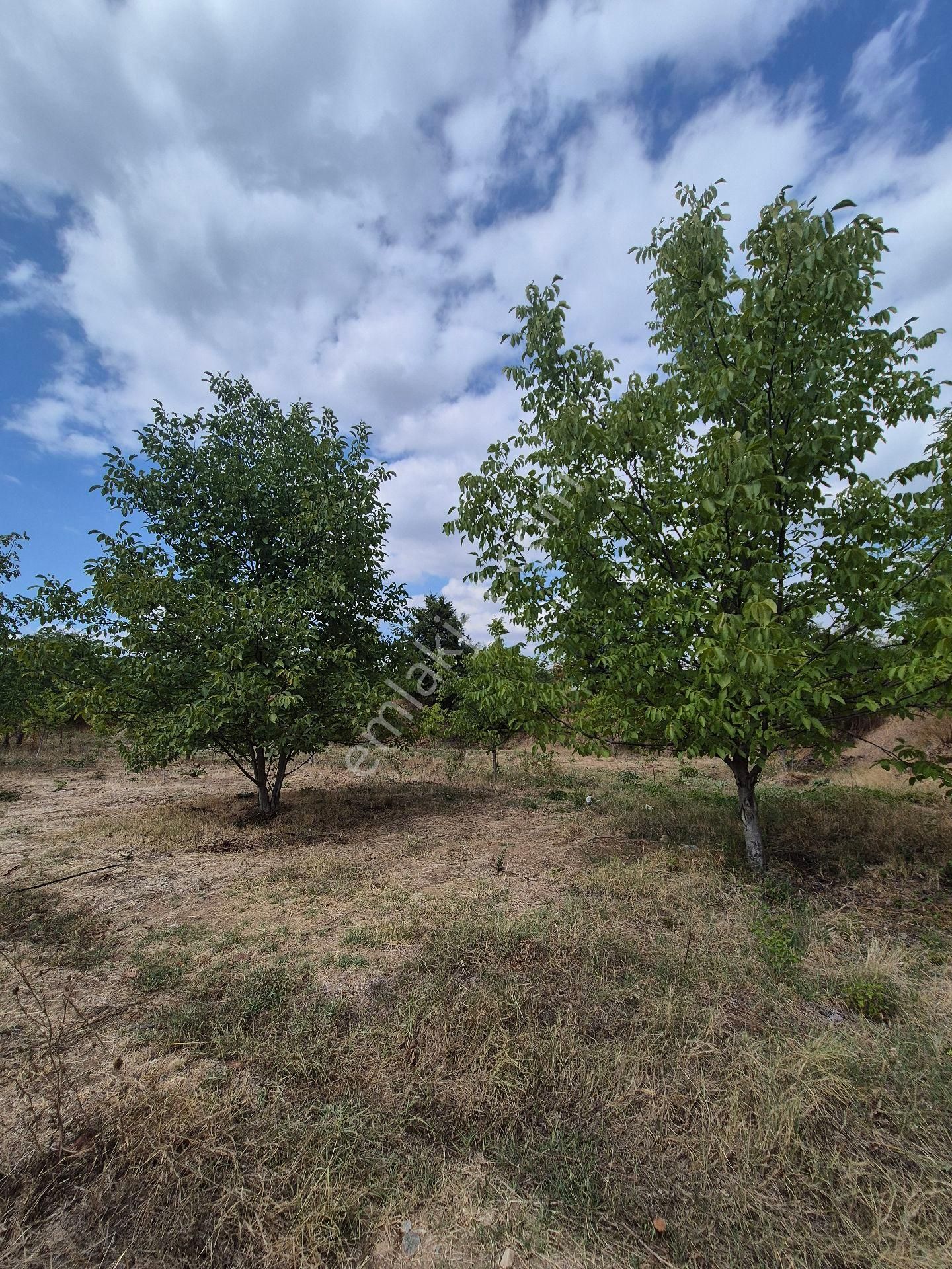 İnegöl Çitlide Uygun Fiyat Bahçe - Görsel 9