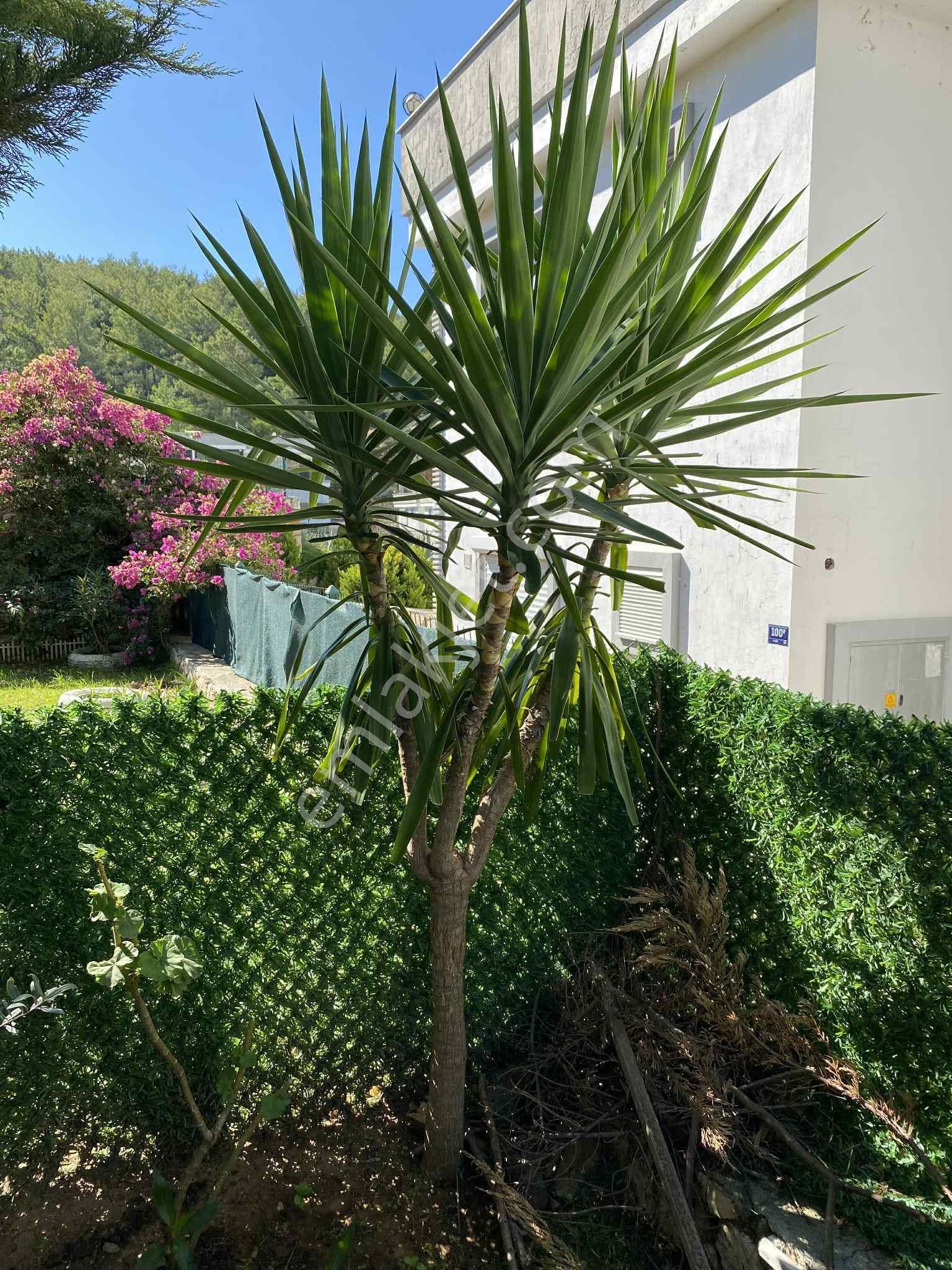 Didim Akbük 'te Geniş Bahçeli Eşyalı 1+1 Daire - Görsel 8