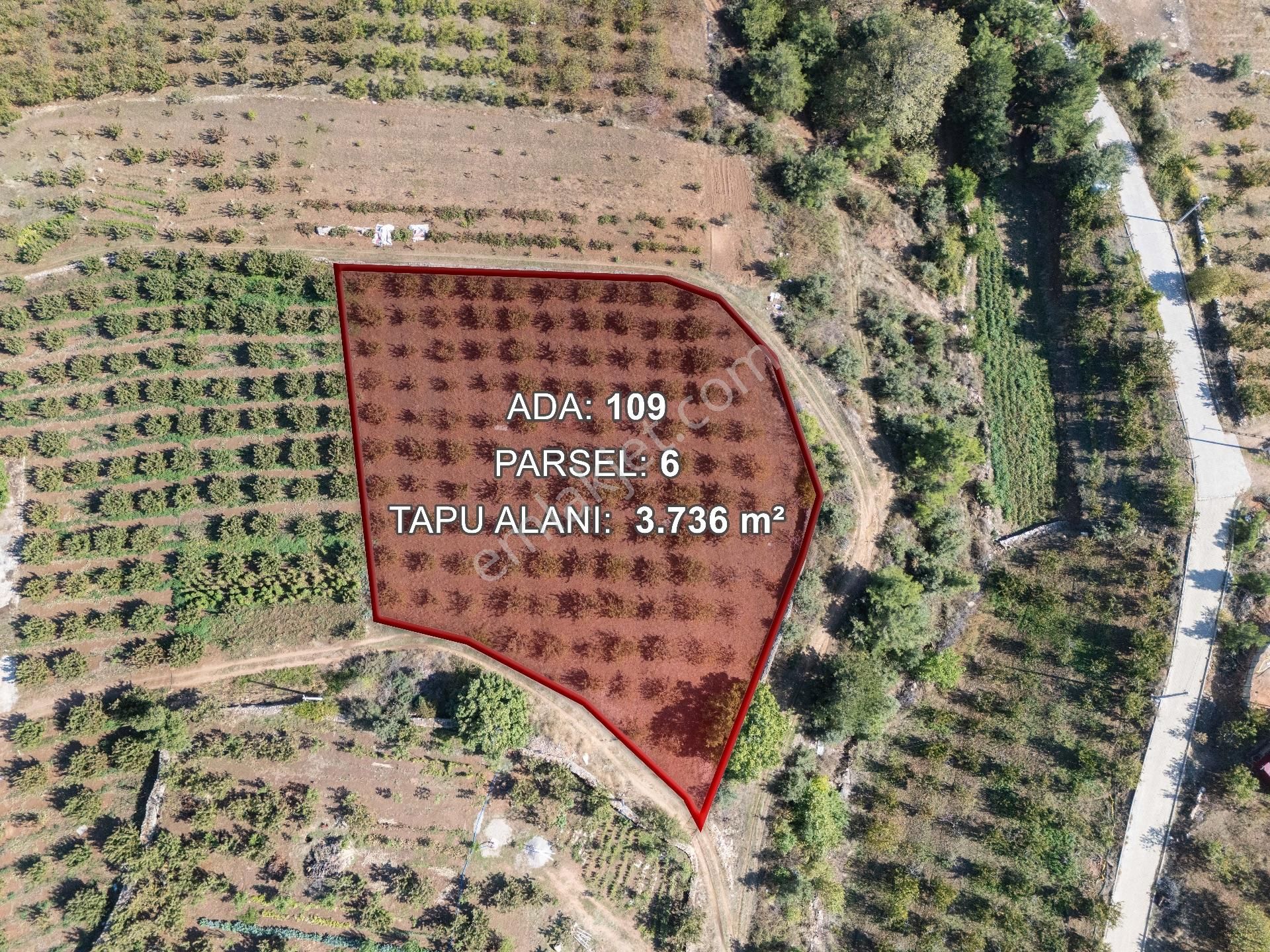 İzmir Kemalpaşa Kamberler Köyünde Satılık Kiraz Bahçesi - Görsel 5