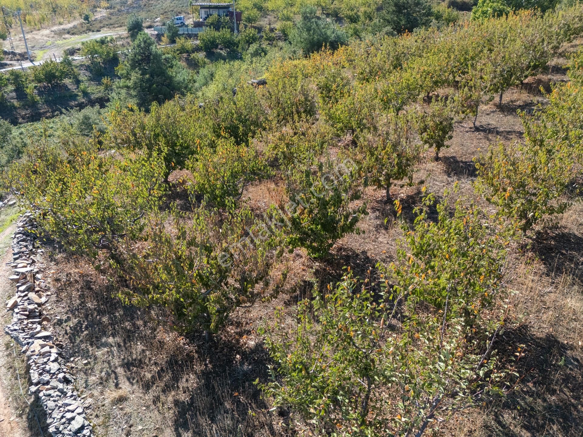 İzmir Kemalpaşa Kamberler Köyünde Satılık Kiraz Bahçesi - Görsel 3