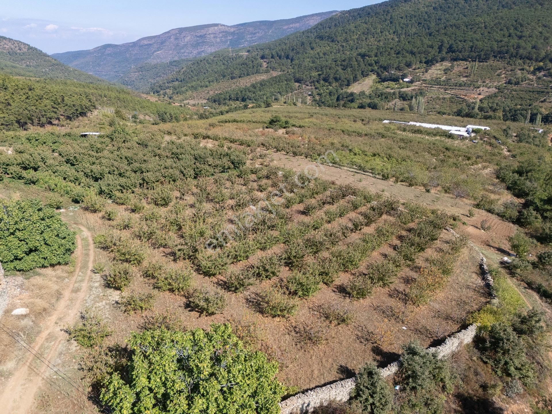 İzmir Kemalpaşa Kamberler Köyünde Satılık Kiraz Bahçesi - Görsel 16